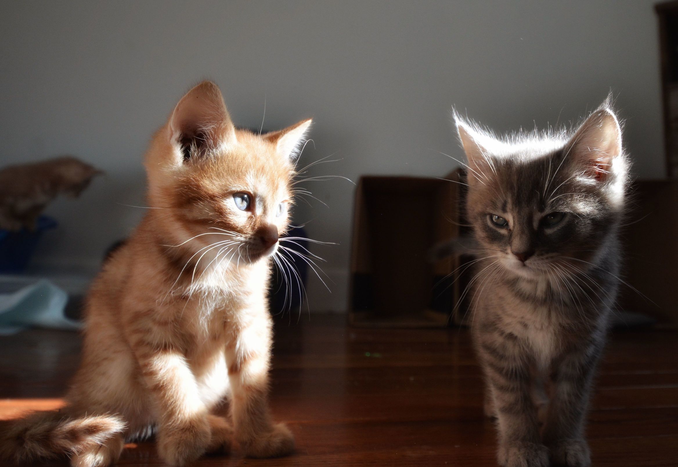 Plotting Destruction