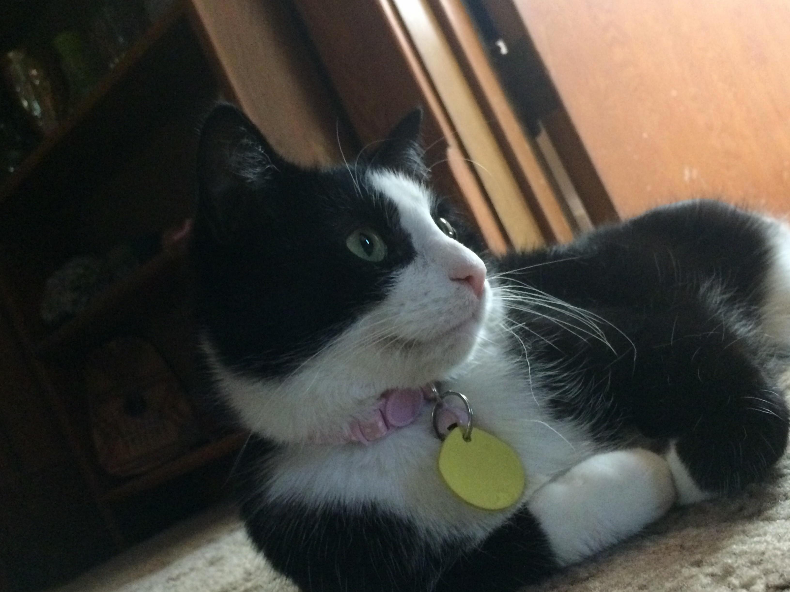 Poses Like a Doll