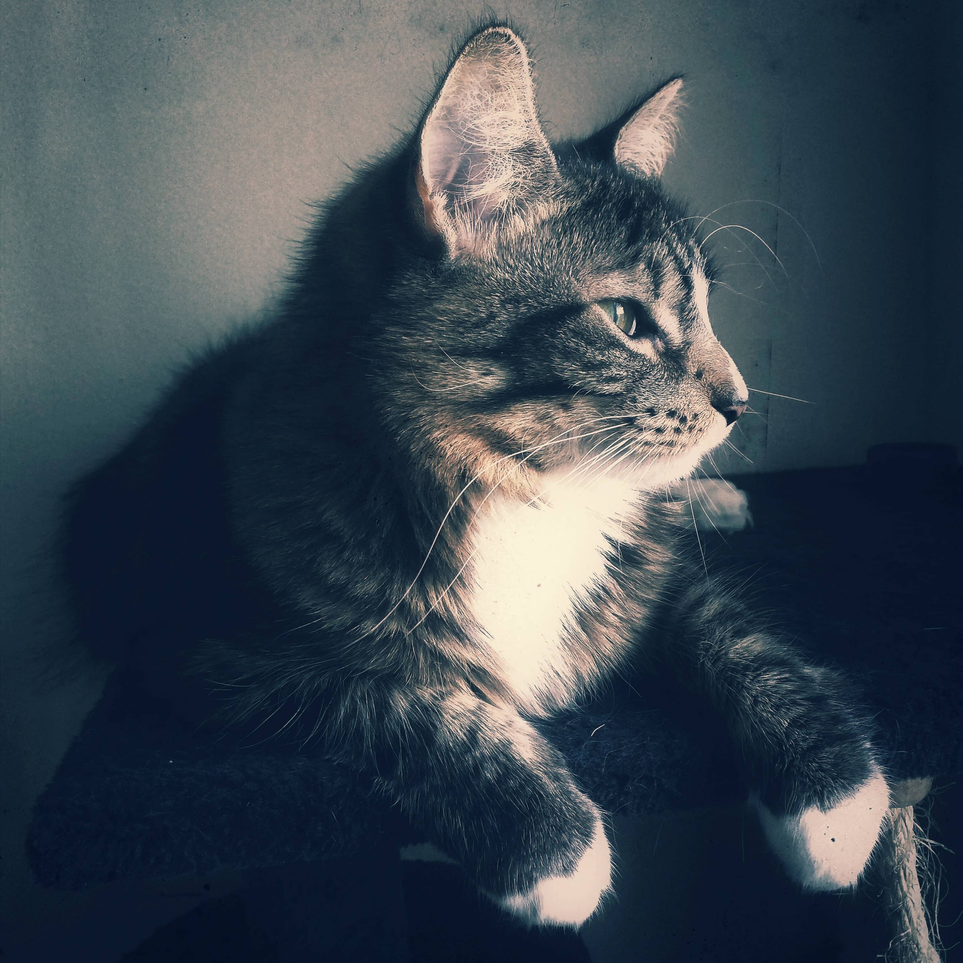 Posing for a Portrait