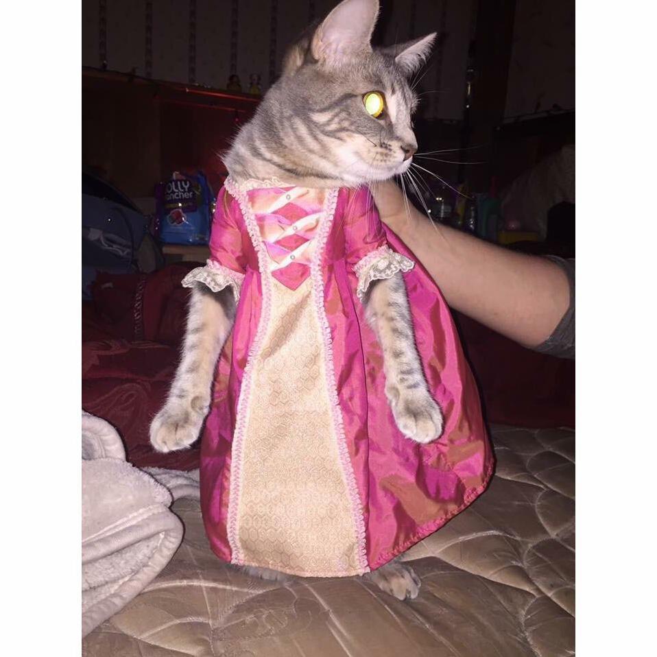 Princess Cleo at Your Service She Didnt Mind This So Dont Worry She Wasnt in Any Discomfort