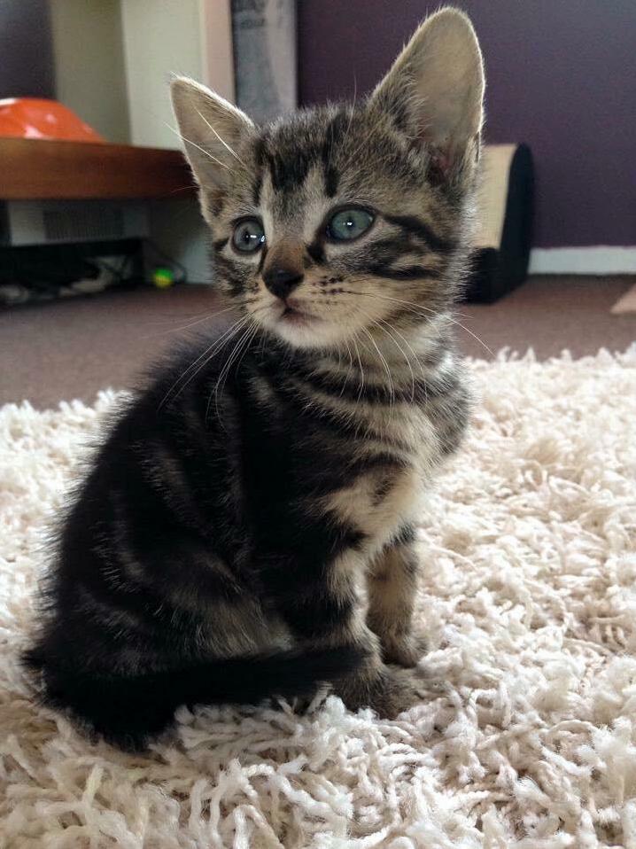 Princess Zelda - My Little Kitten the Day I Brought Her Home.