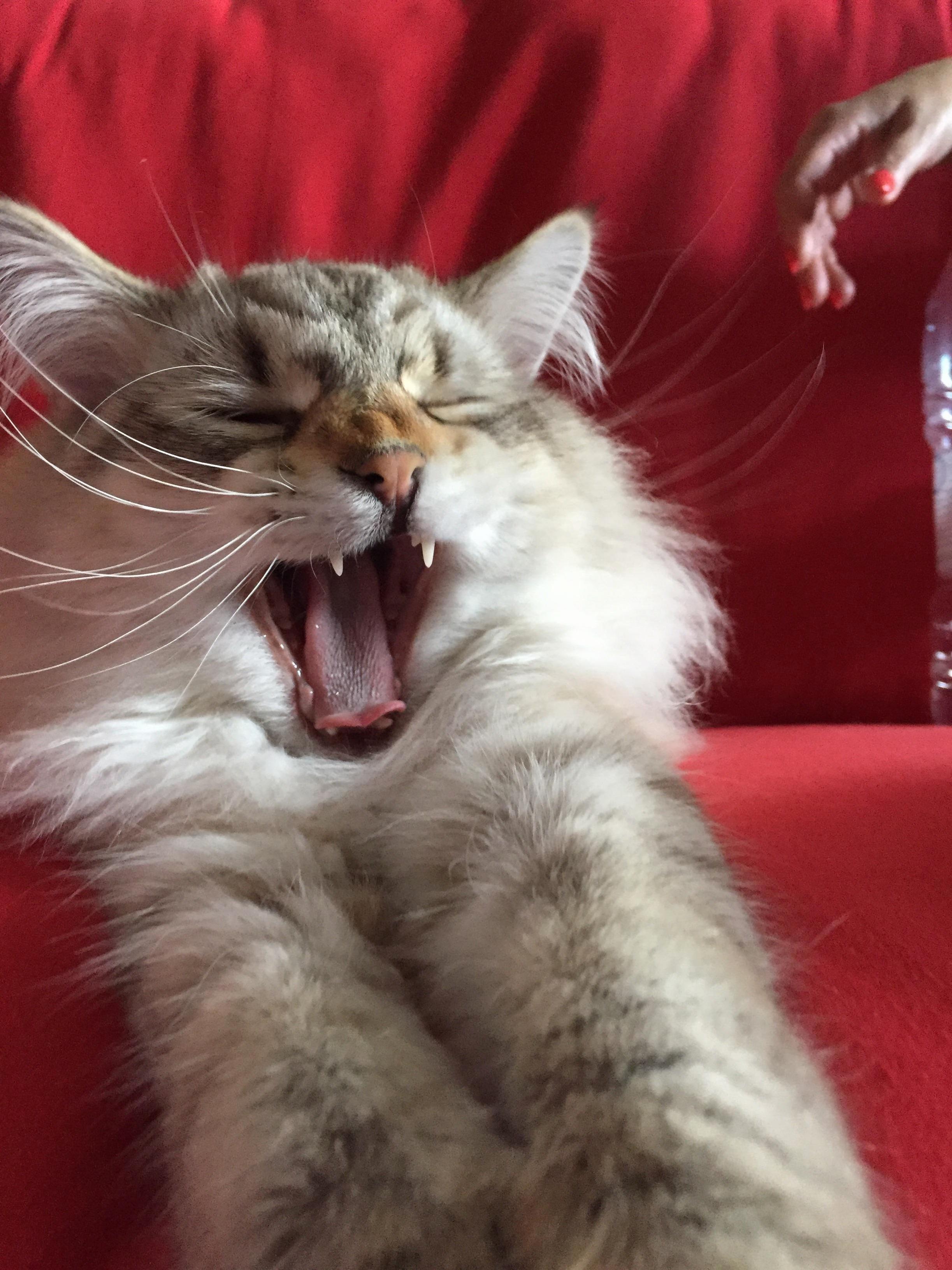 Purrfect Timing