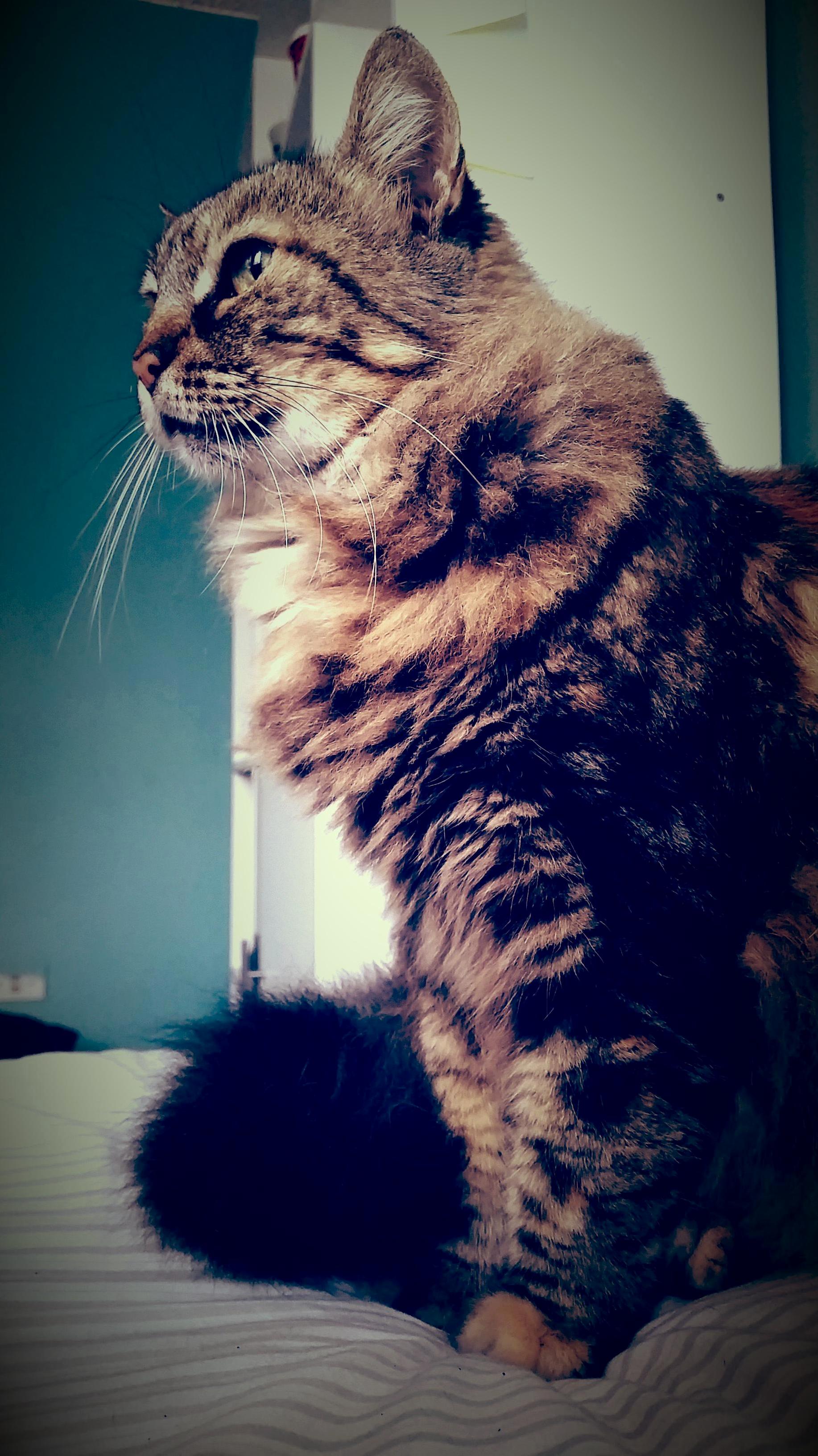 Queen Cat 12yo