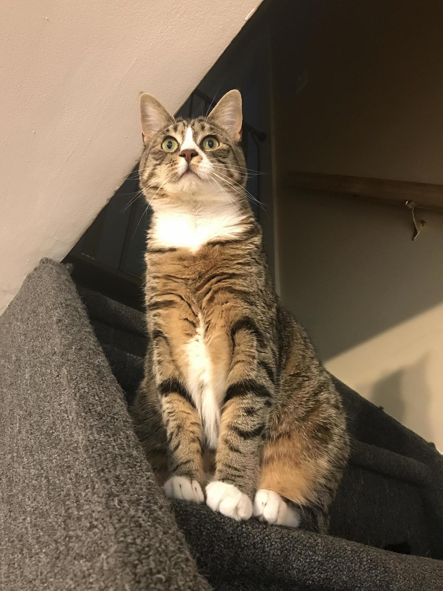 Queen Nala