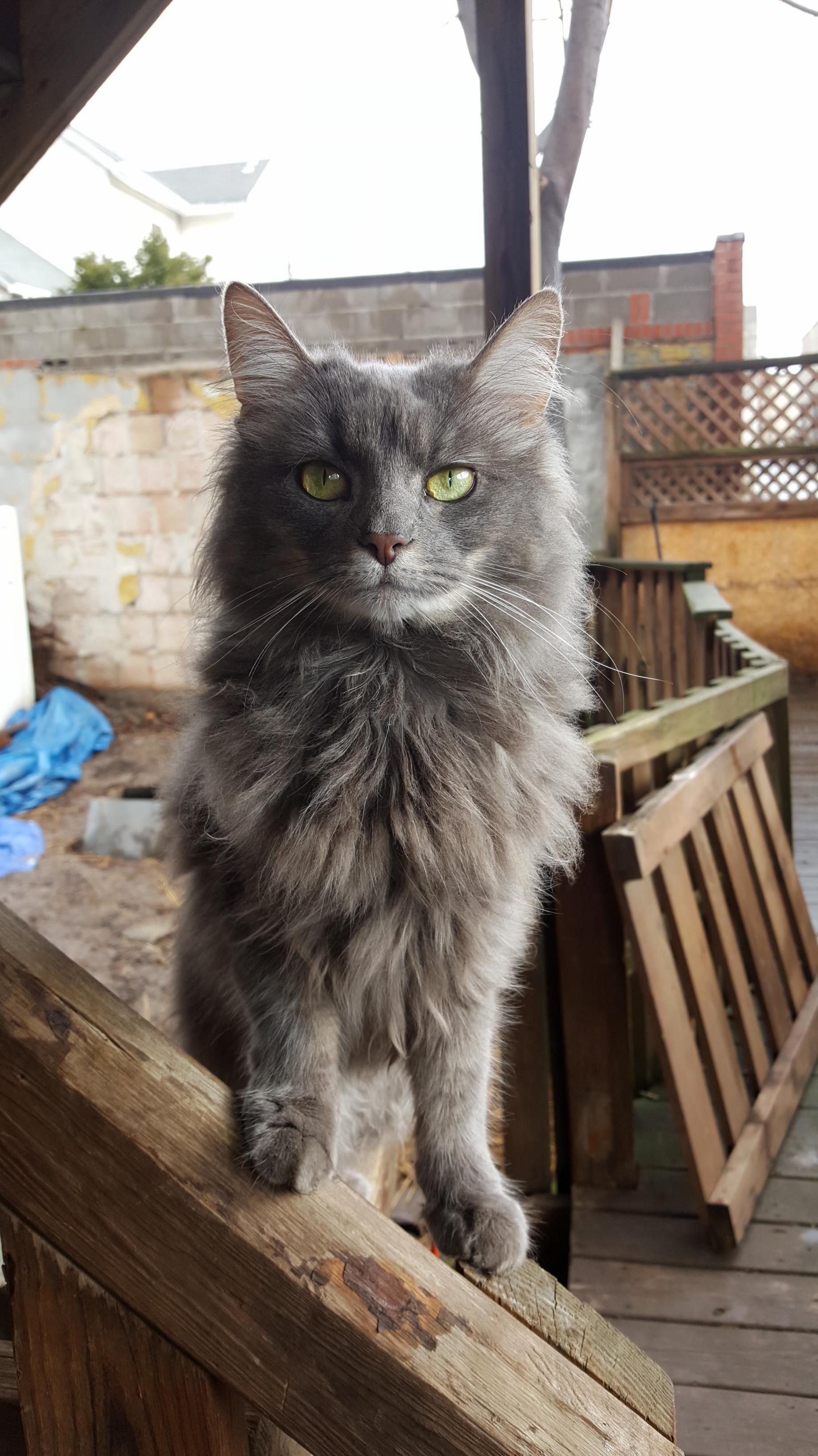Queen Zulie