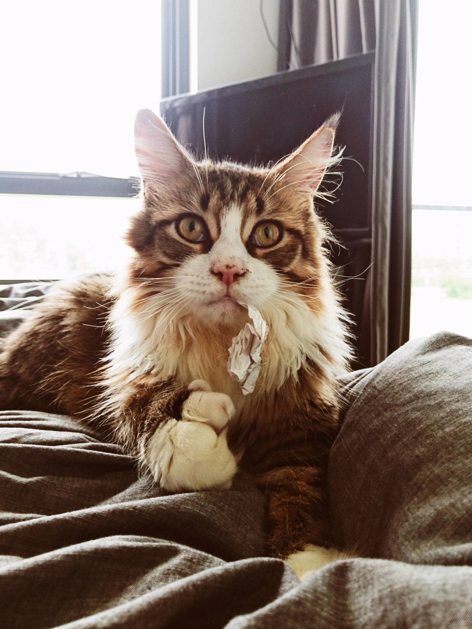Queequeg Jumped on the Bed with a Receipt Caught in His Tooth.
