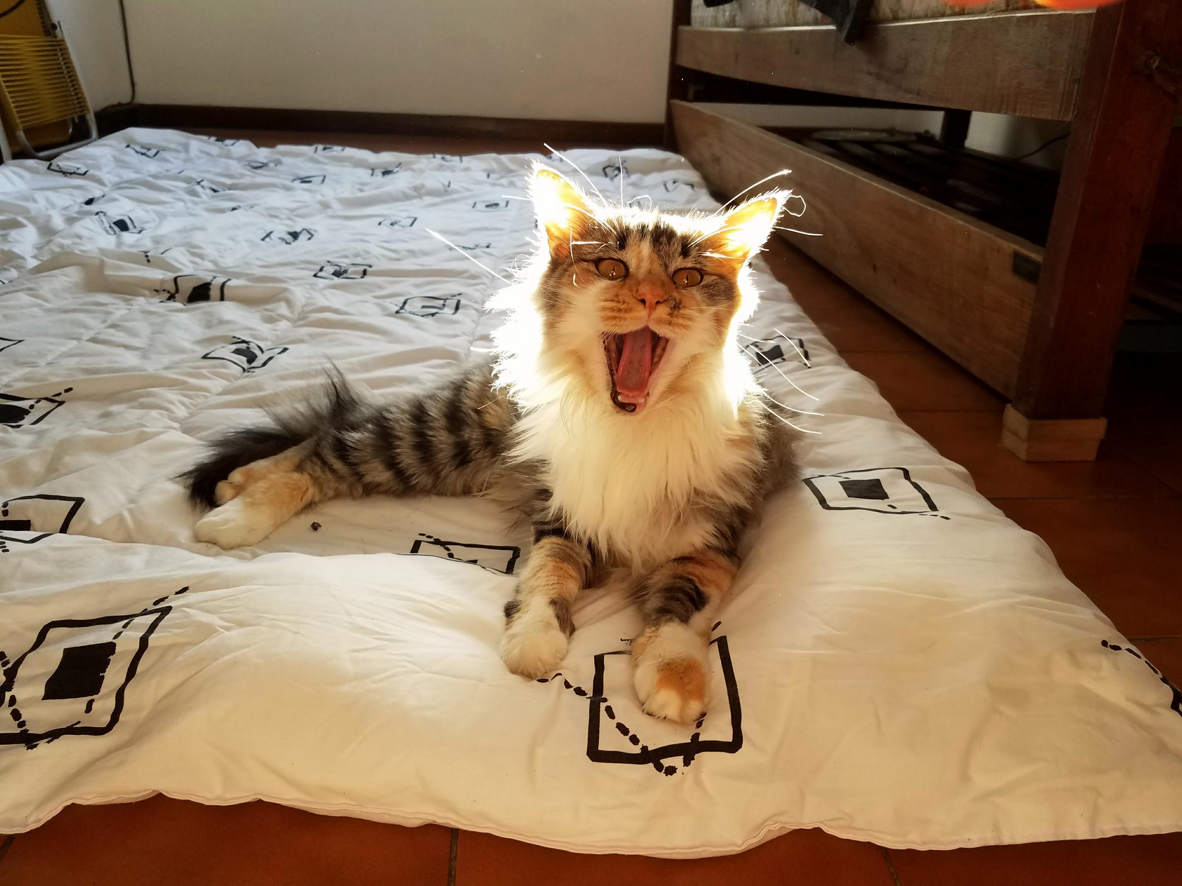 Rawr Im a Lioness Ima Eat U