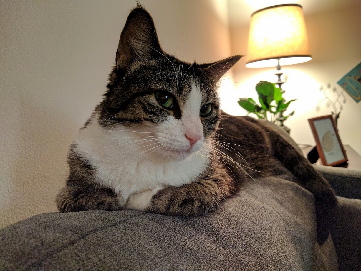 Recently Moved to a New Apartment and Shes Already Sitting Around Like She Owns the Place.