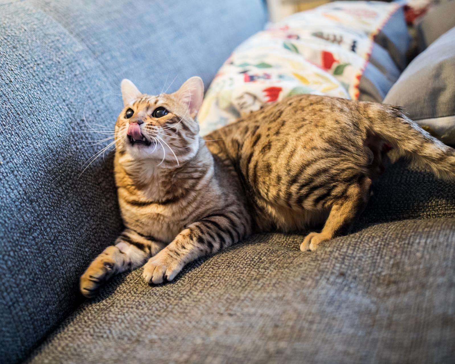Recently Neutered My Territorial Bengal. Now Hes Back to Being His Old Sweet Self