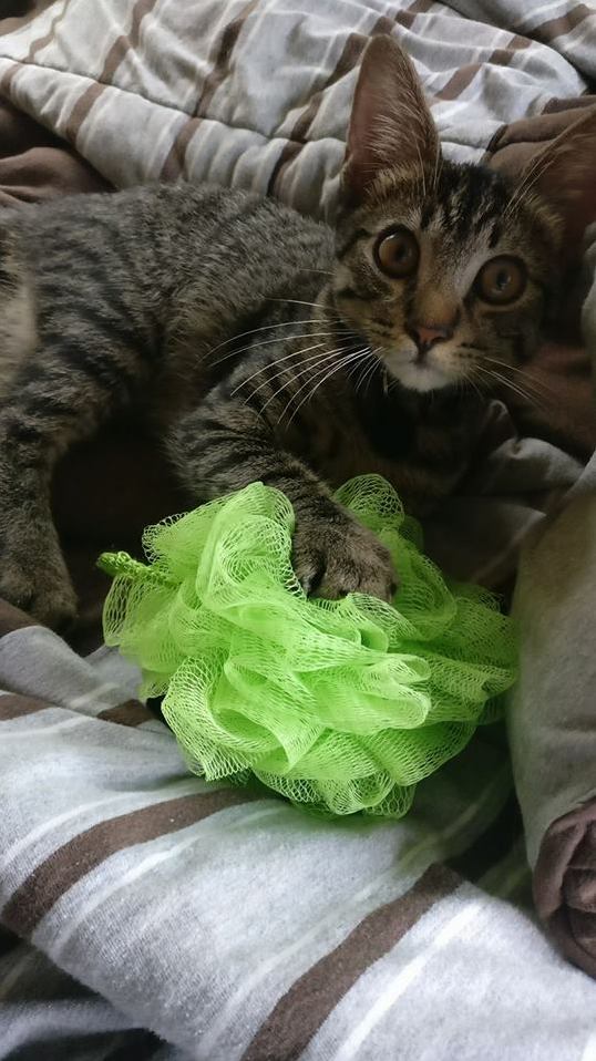 Reinhardt Destroyer of Loofahs