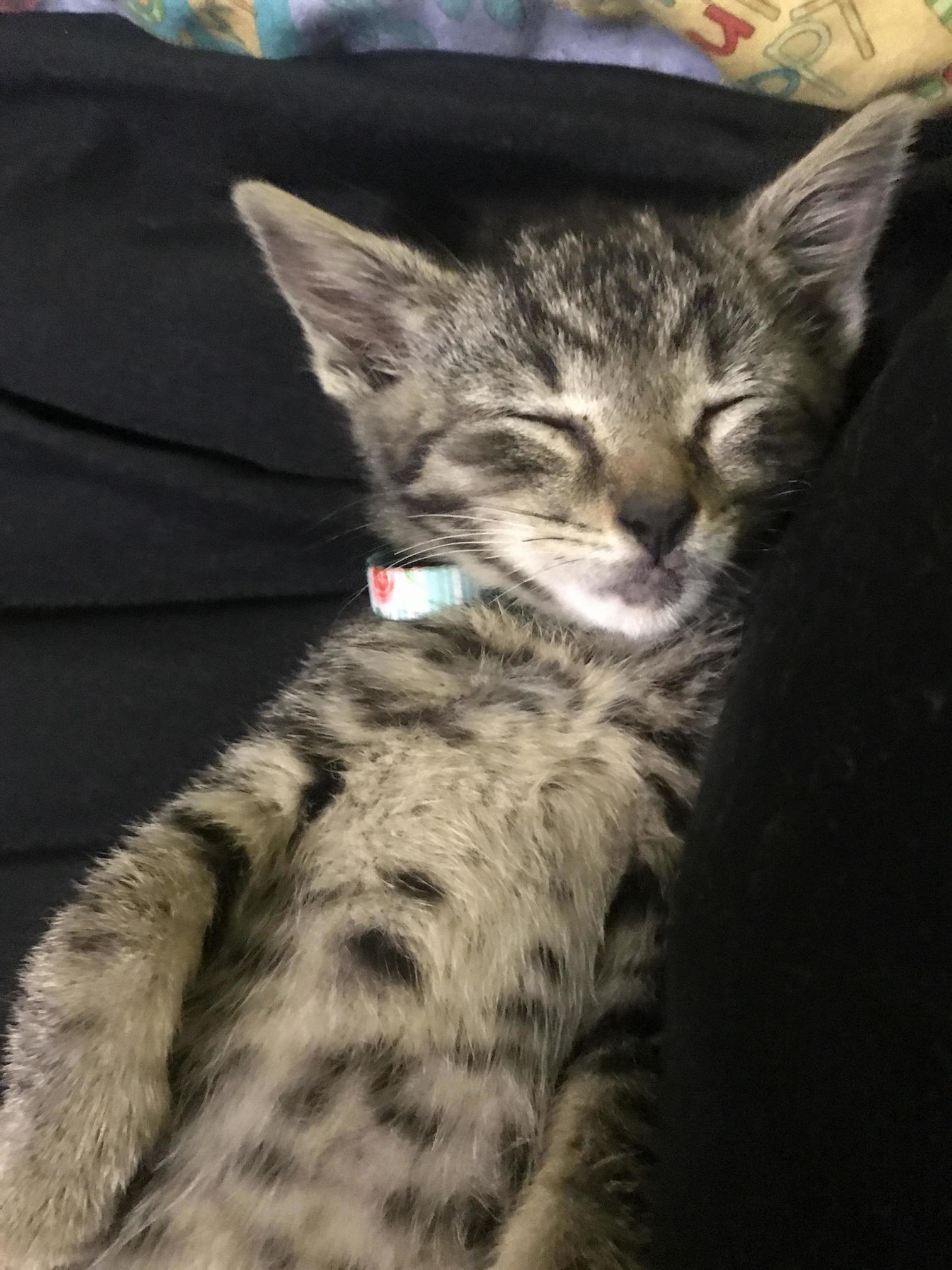 Rescue Kitten Ira. 4 Weeks Old