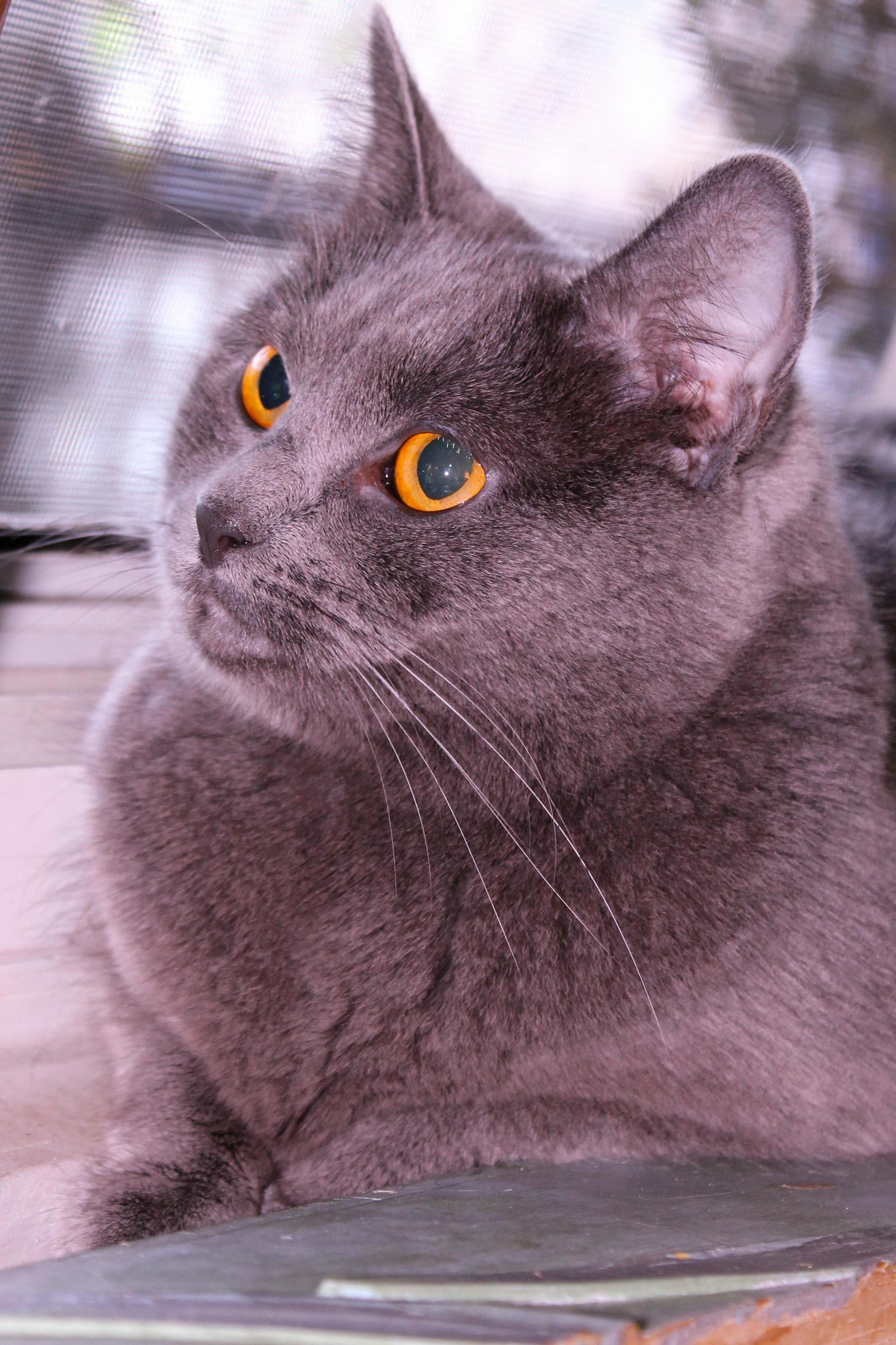 Rescued 1 Yr Ago Lafonda