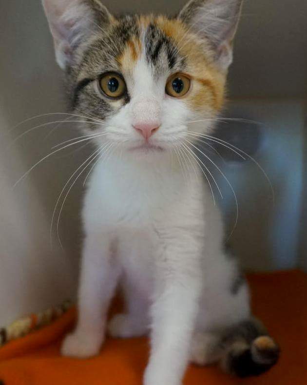 Rescued This 5 Month Old Kitten from the Shelter You Can Tell That She Is Really Grateful to Have a Family