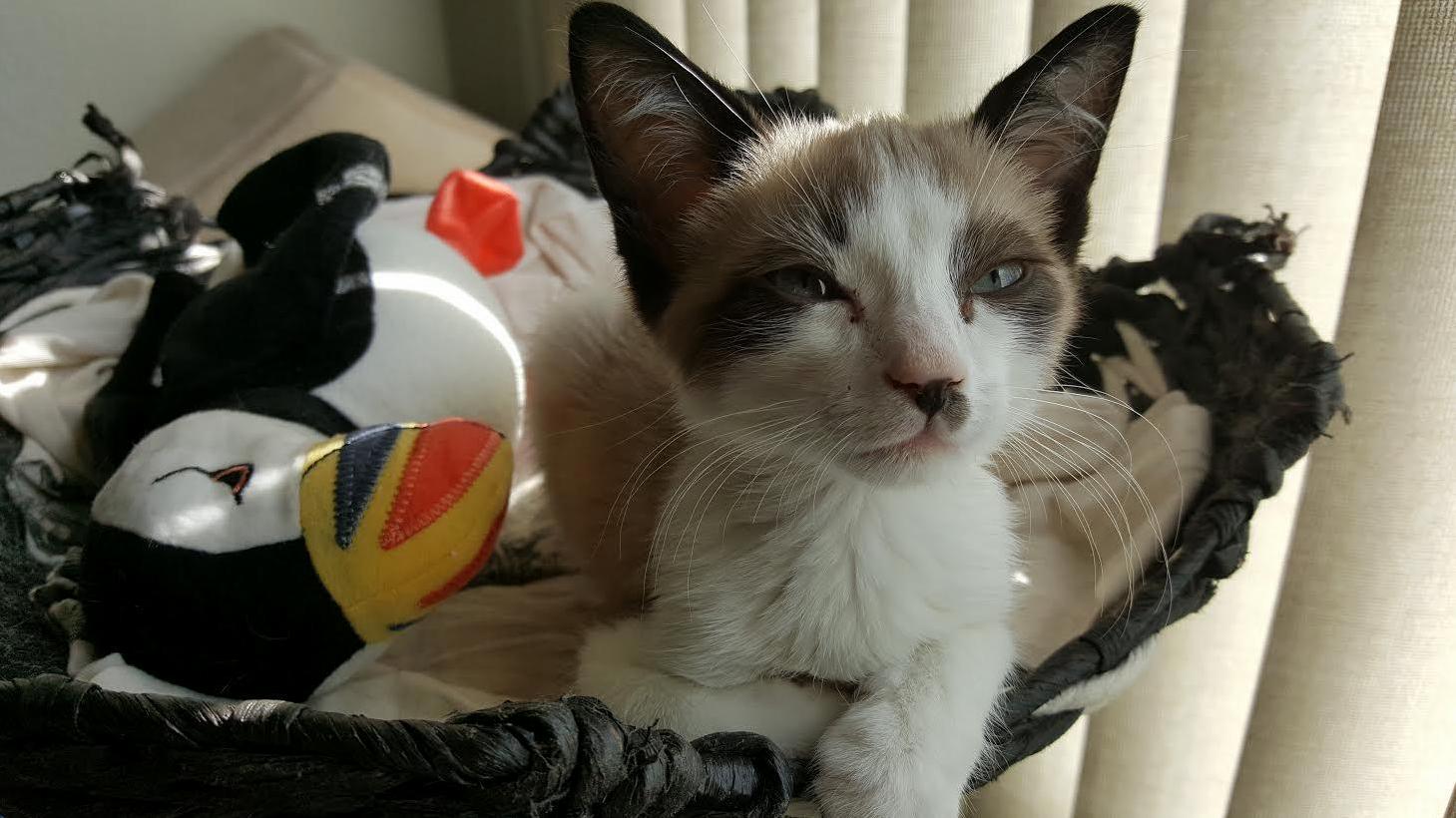 Rescued This Guy Today. Help with a Name