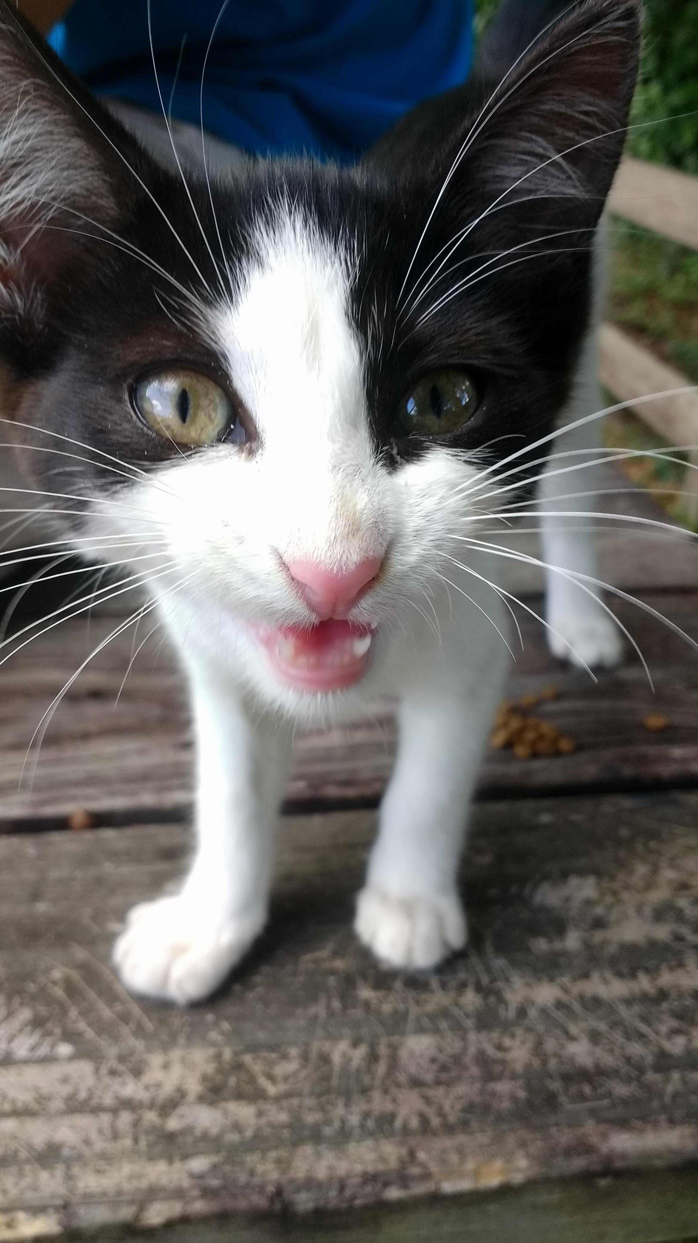 Rescued This Little Kitten from the Streets and Coming Summer Storms Which We Named F Licette.