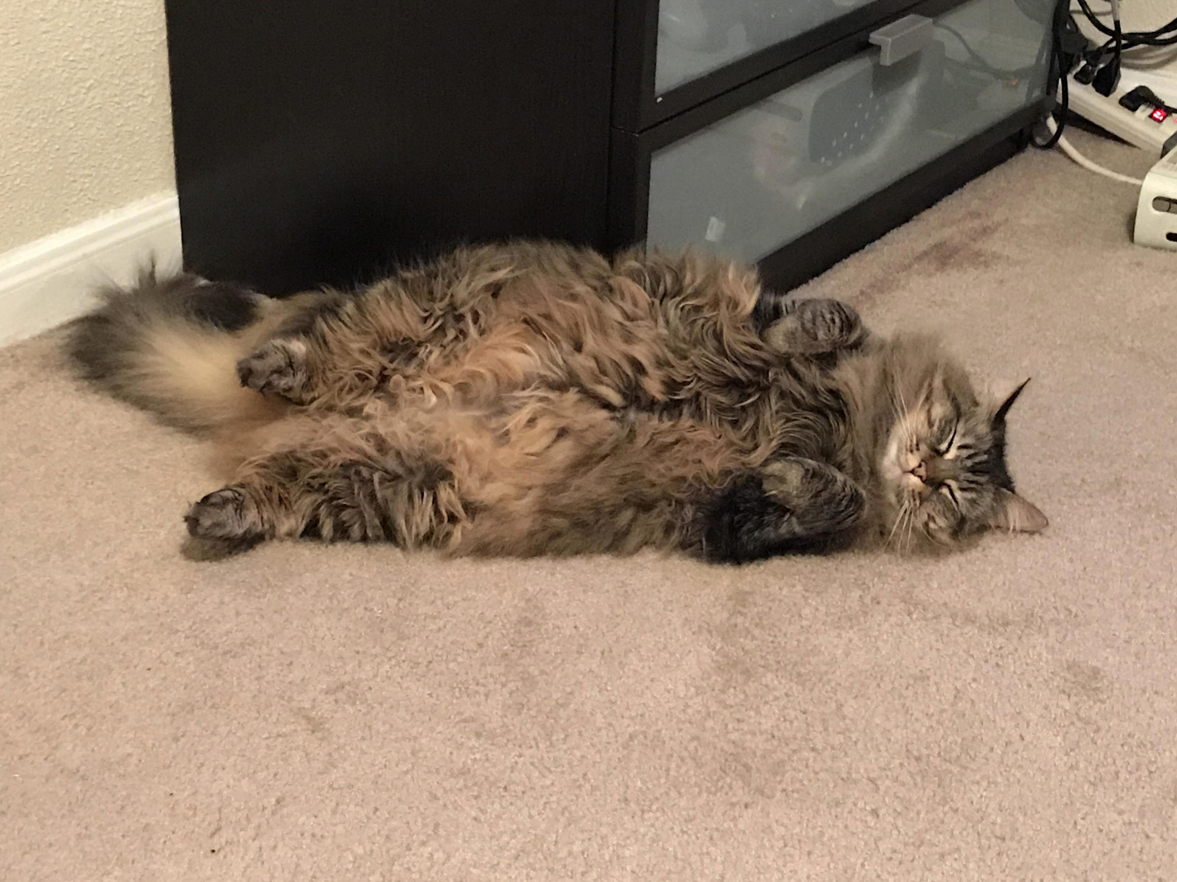 Resting After a Rough Day of Catting.