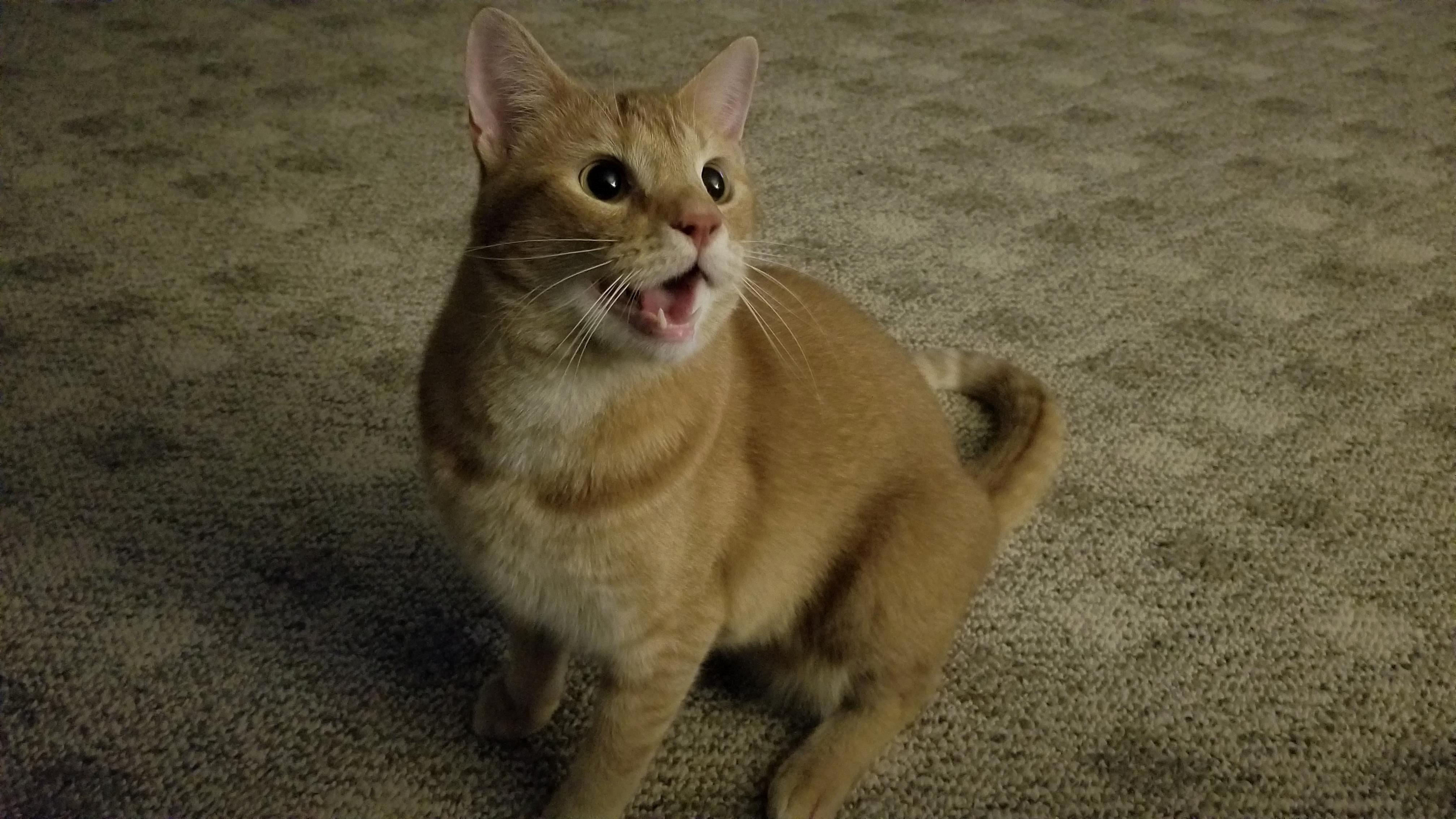 Rex Loves Playing with His Toys. Pants Like a Pupper.