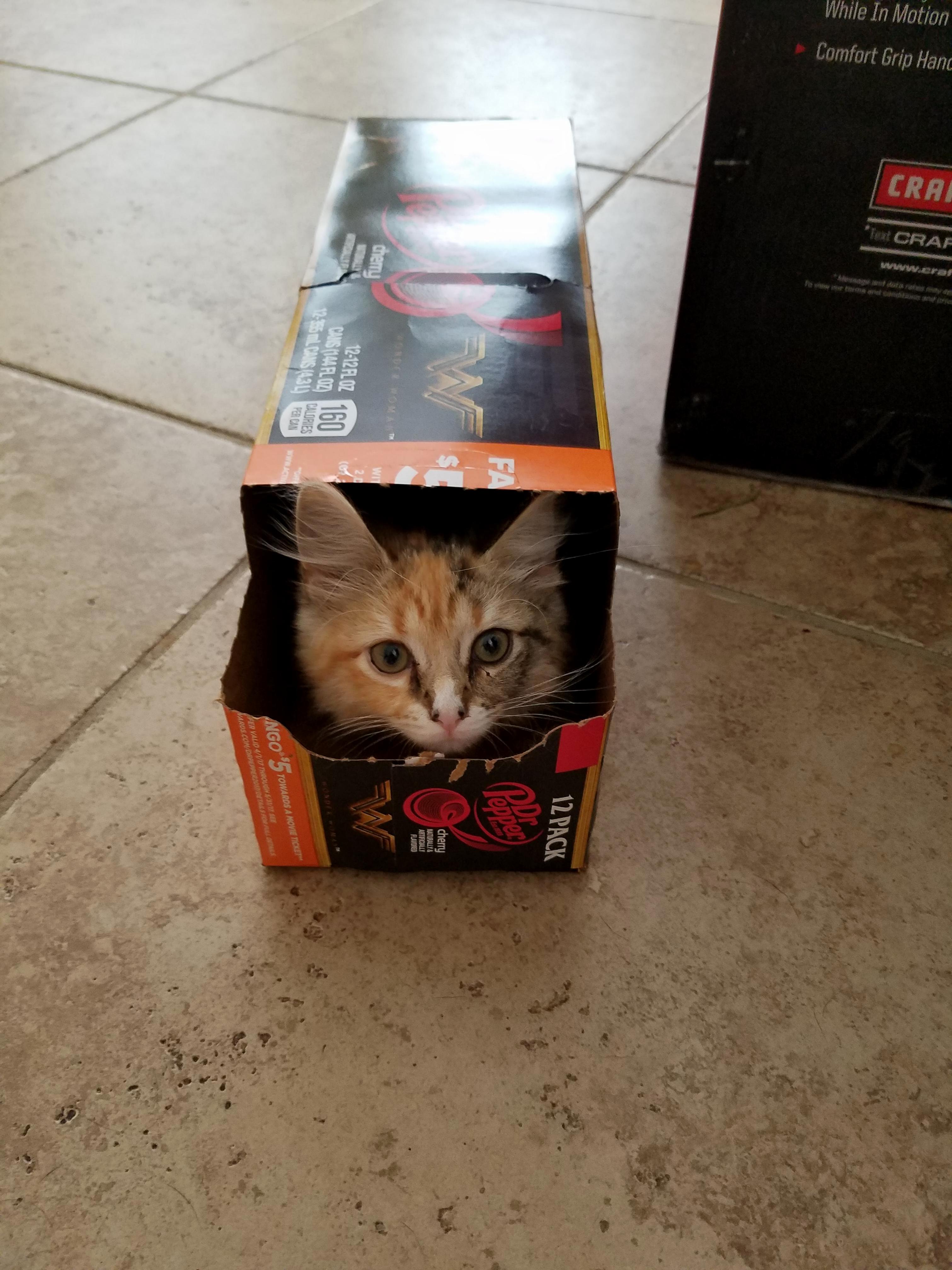 Rip Lily Sorry I Failed As Your Human