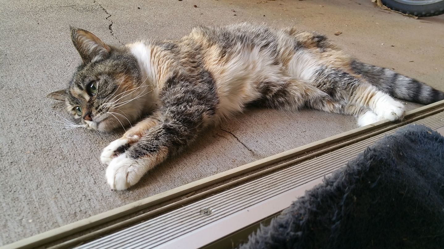Rip Poo. She Got to Have a Taste Out the Outside Before She Crossed Over the Rainbow Bridge This Afternoon.