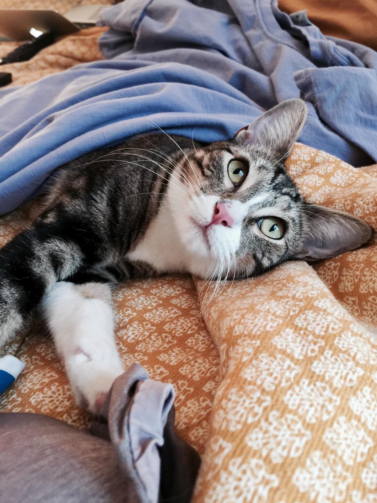 Rowdy My Sweet and Playful Girl. Shes a Year Old.