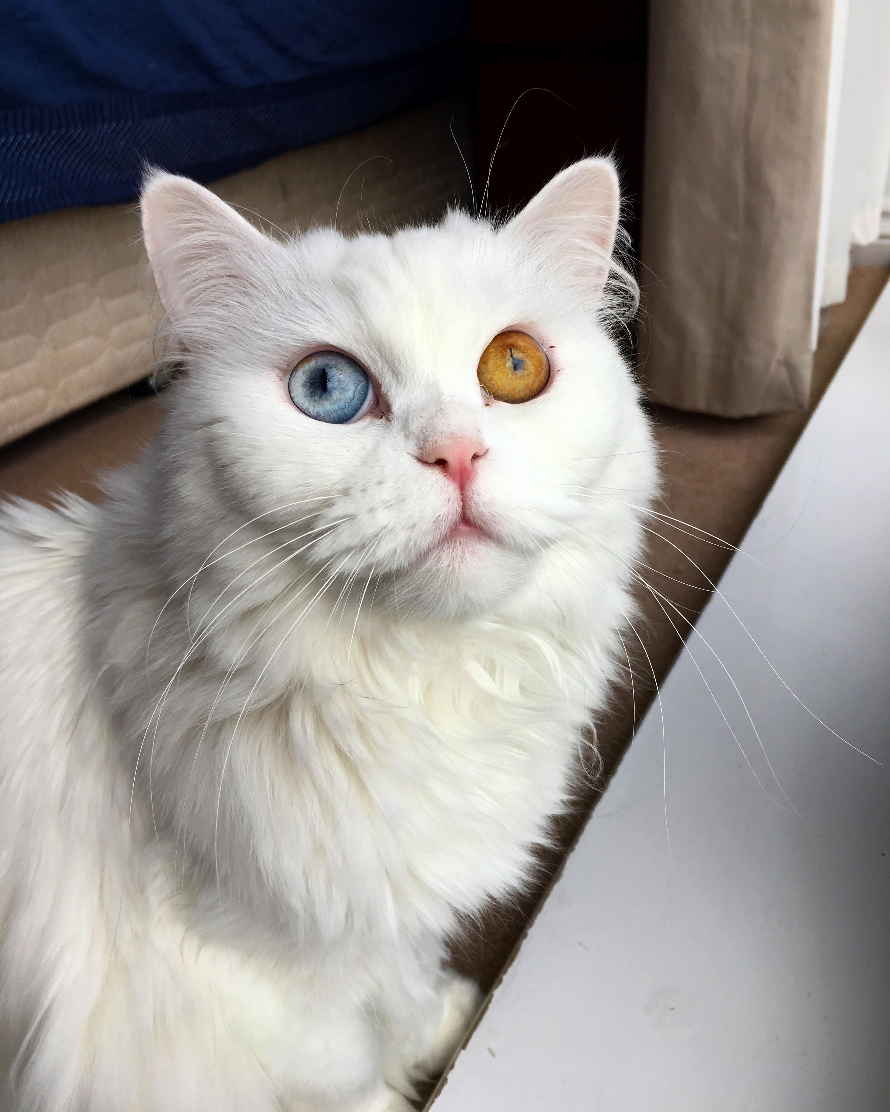 Sandra Dee My Beautiful Persian and Angora Mix Rescued from Catar and Brought All the Way to the Uk