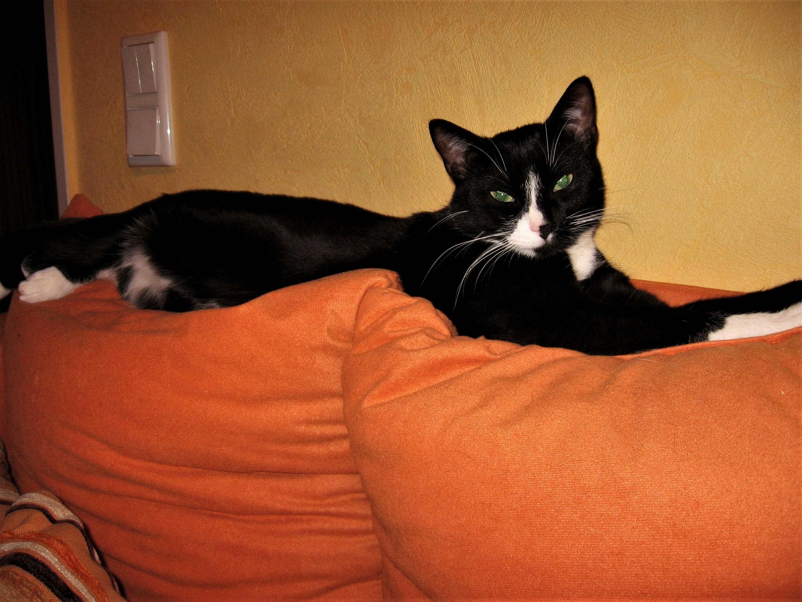 Sansa Making Herself Comfortable