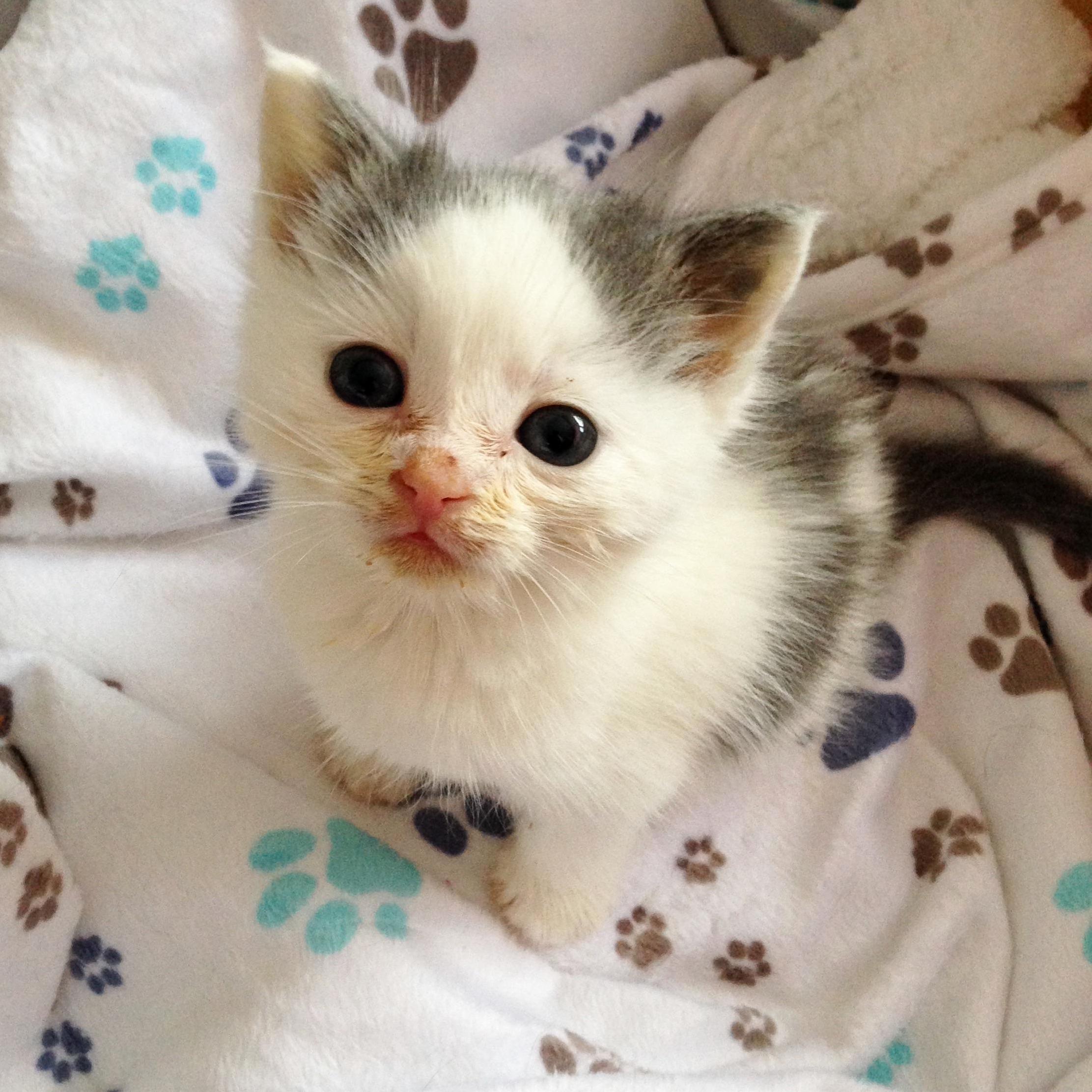 Say Hello to Mira Cle Our New 3 Week Old Foster and Queen of Slurry