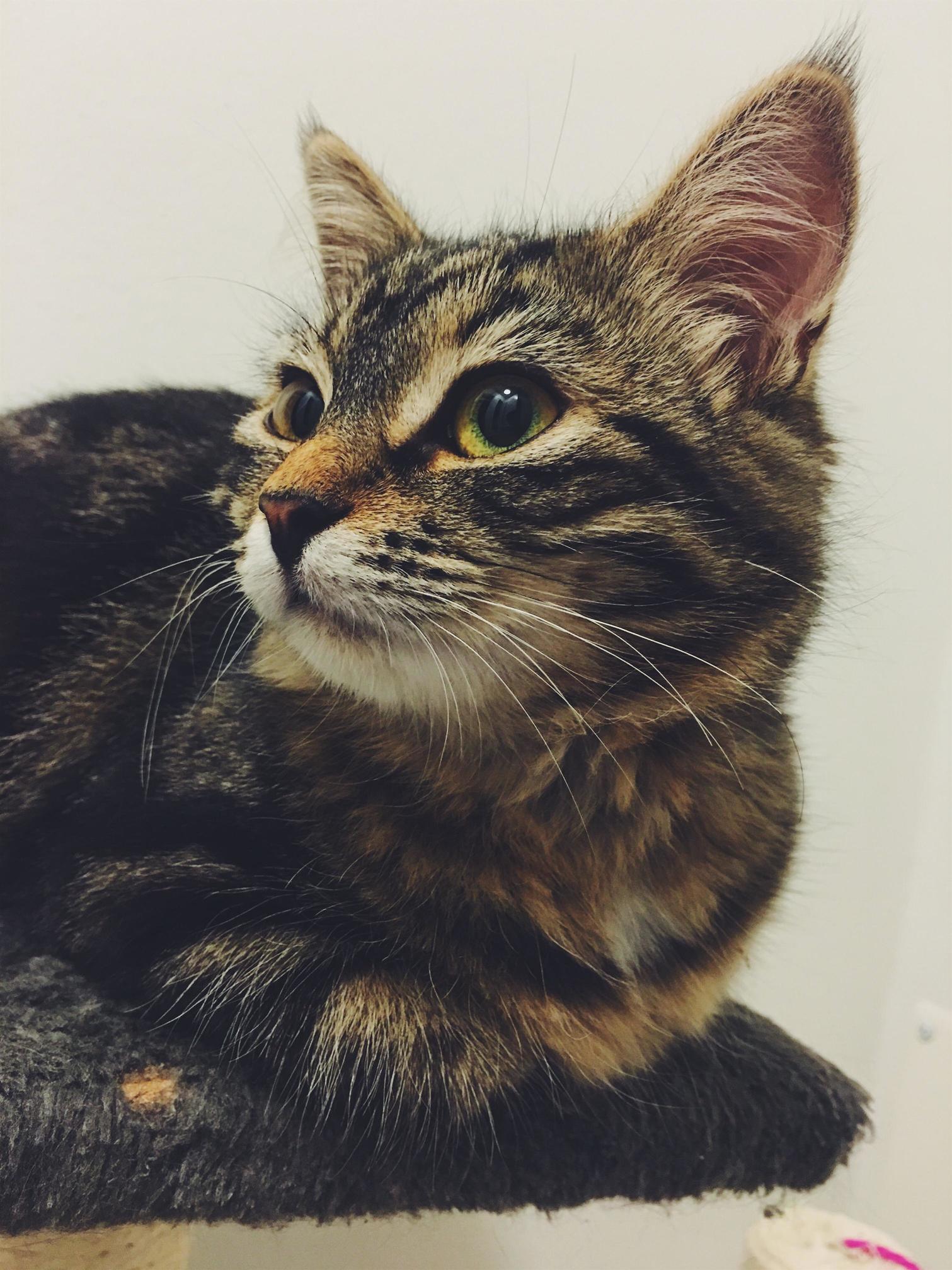 Say Hi to Ziggy