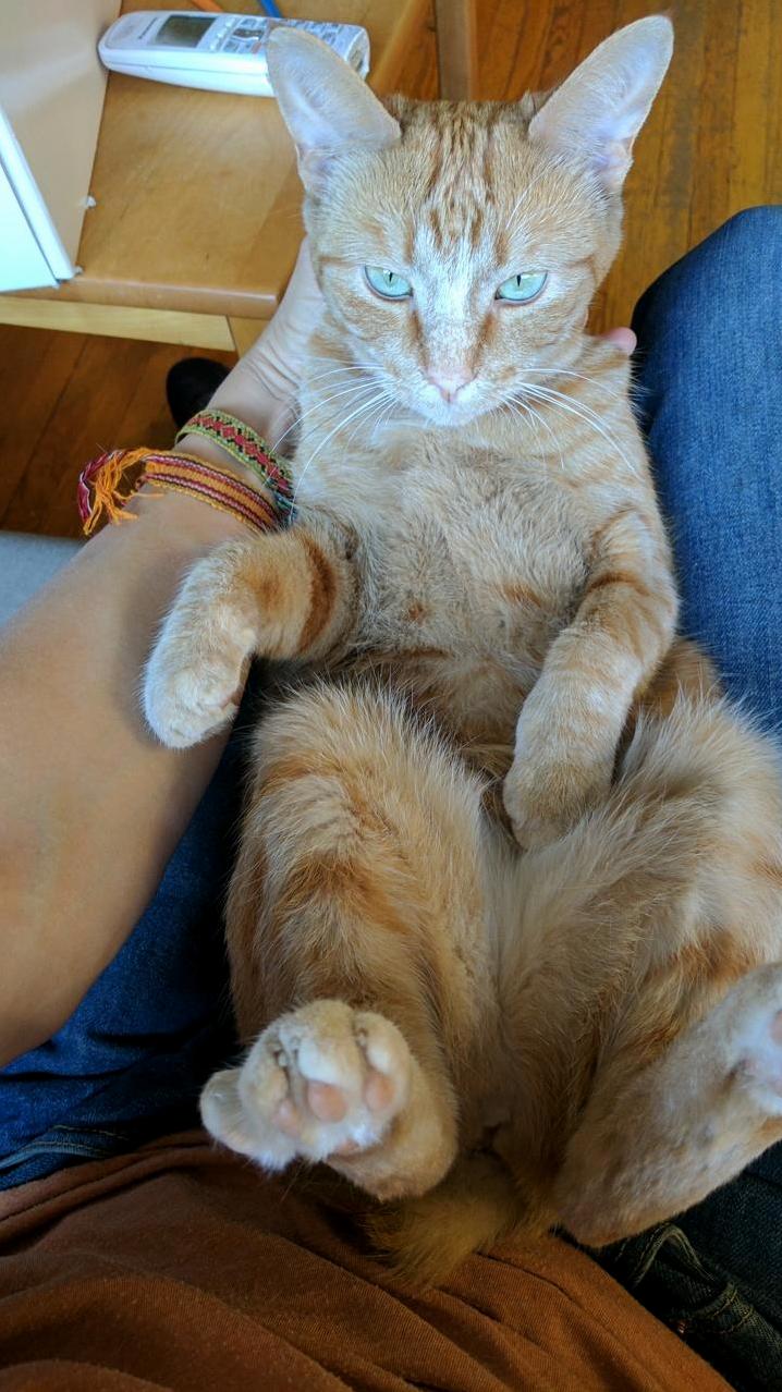 Scruff Our Tailless Cat