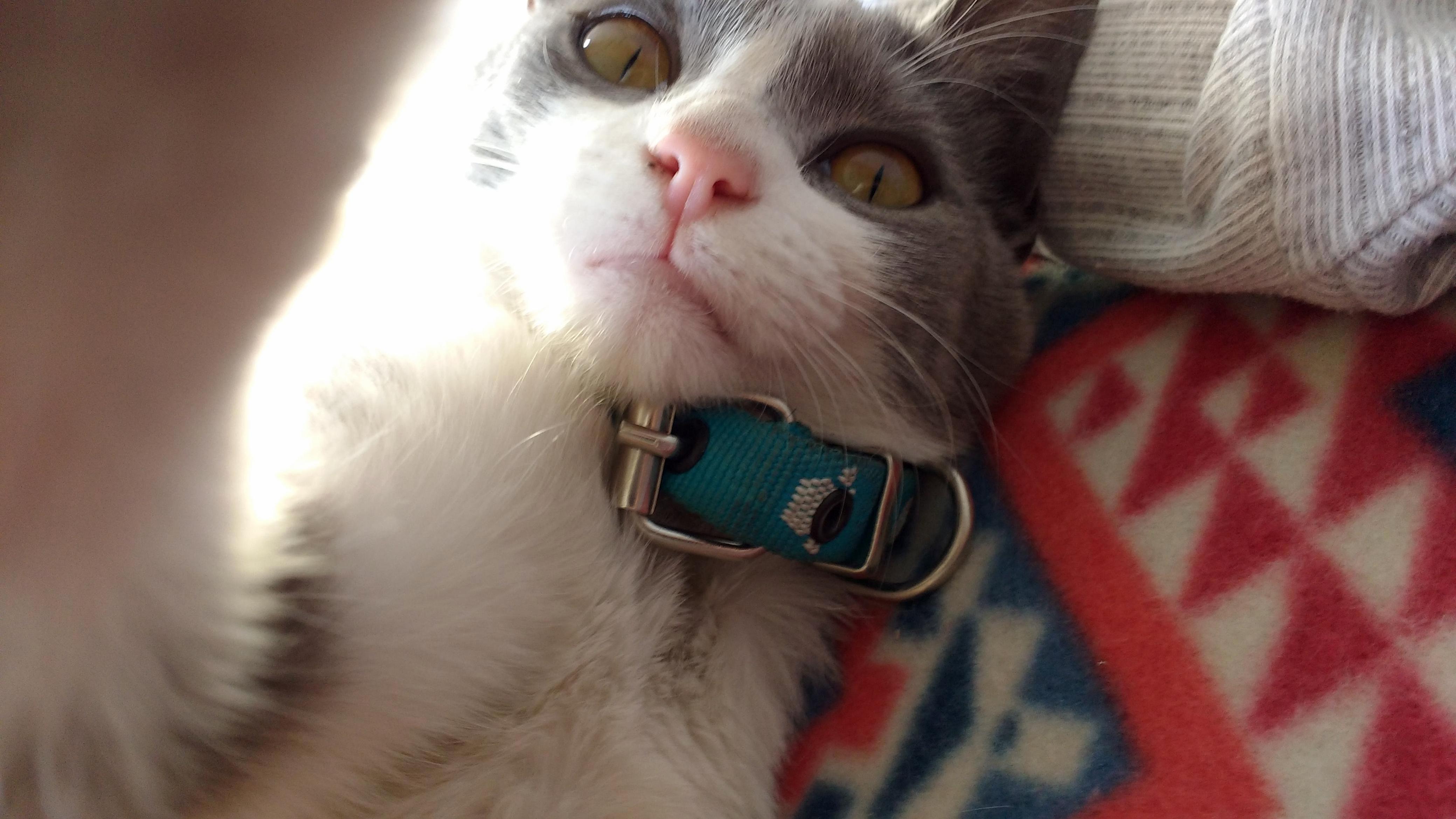 Selfiecat