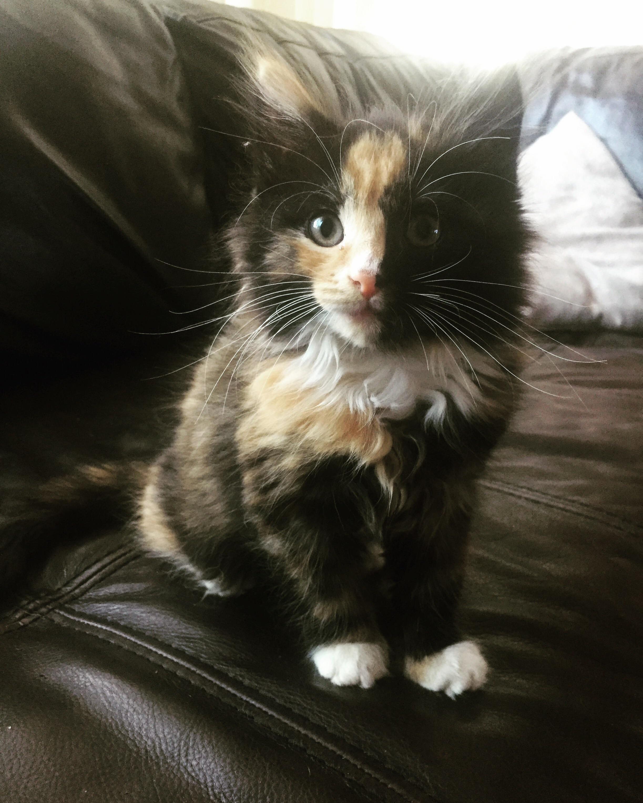 She Came Home Last Week Thanks for the Name Help Ideas Welcome Home Mia