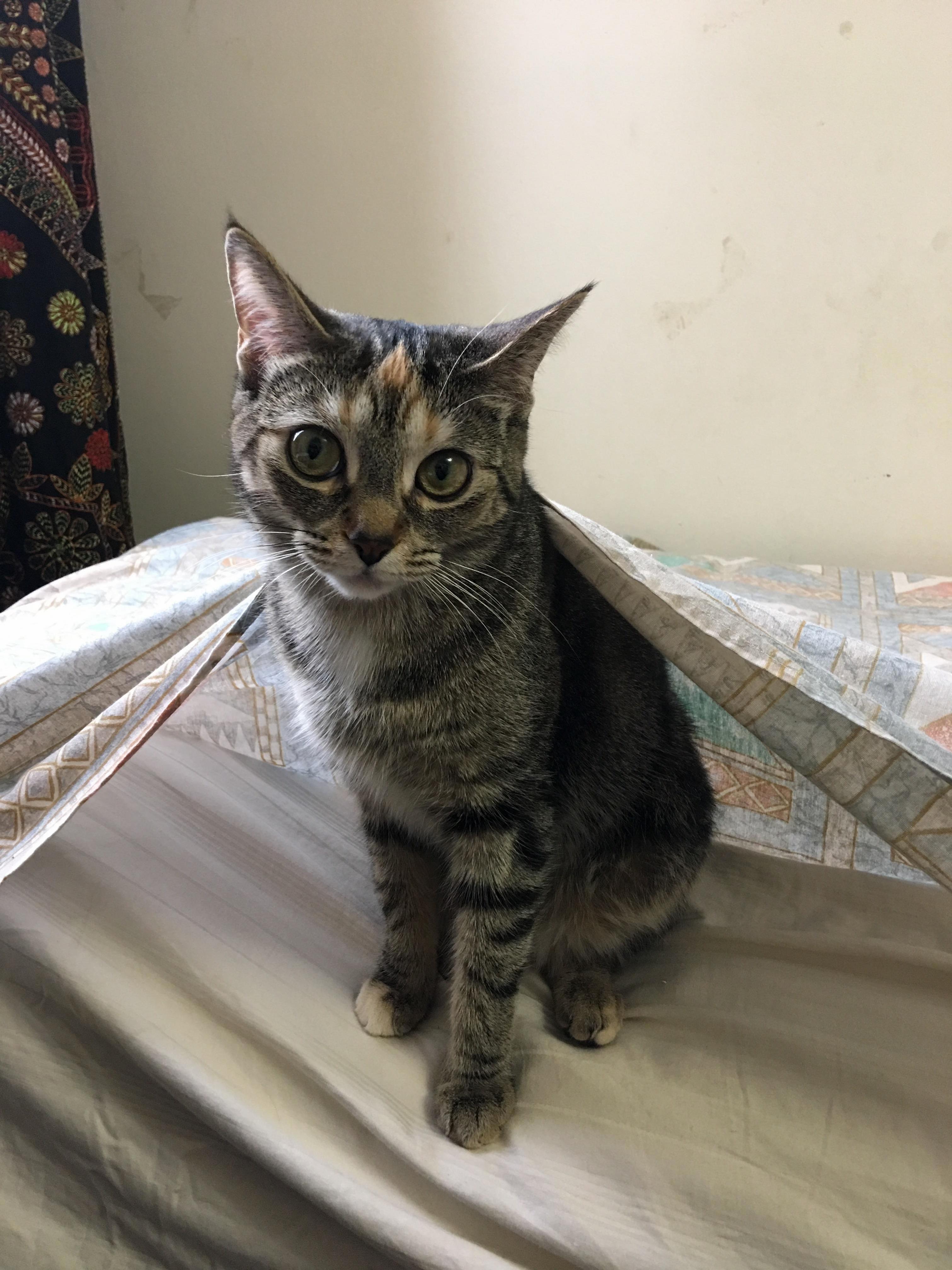 She Doesnt Know Whether She Wants to Go Back Under the Bed Sheet or Come Out. Catproblems
