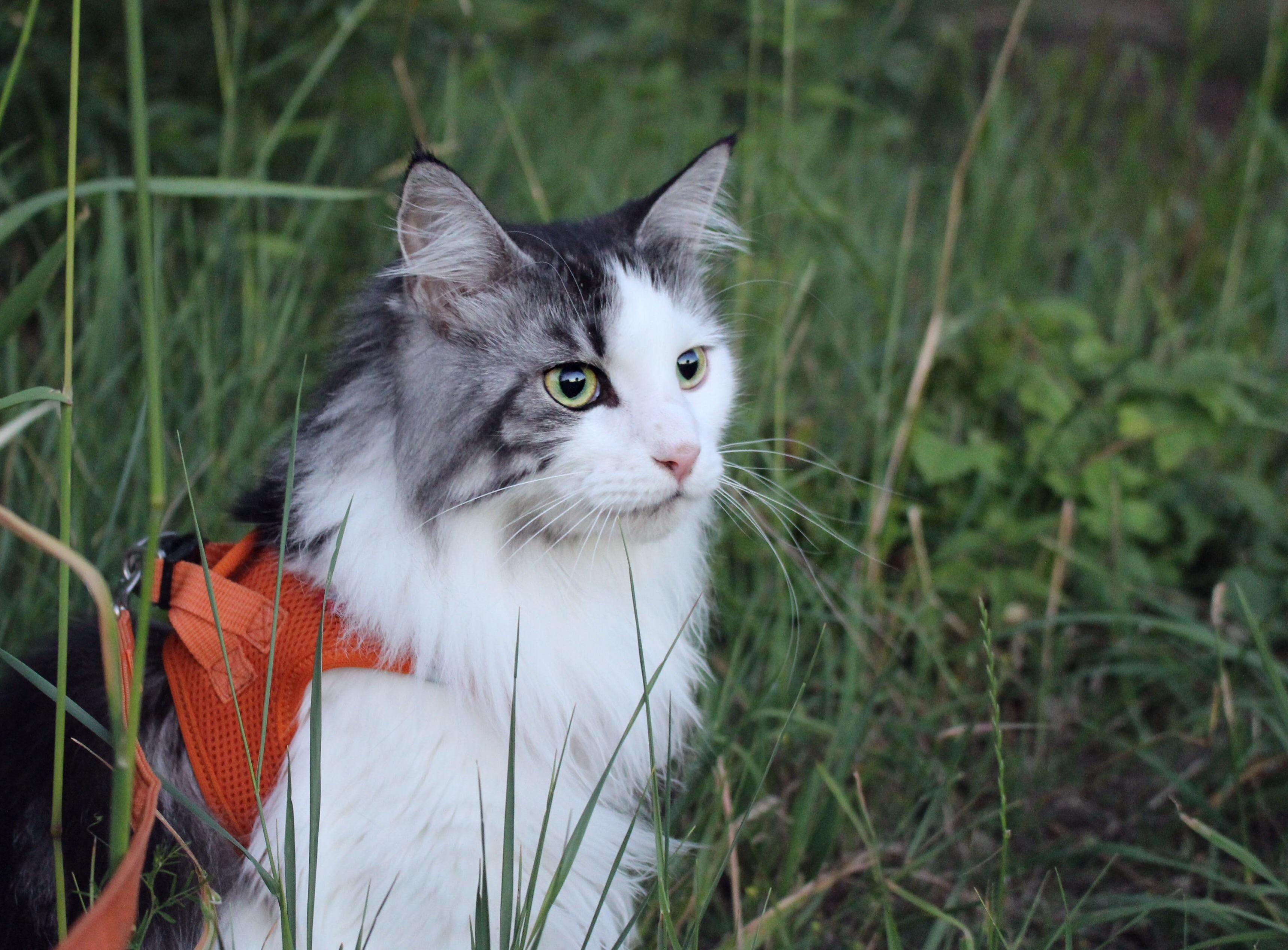 She Enjoys Her Walk Outside.