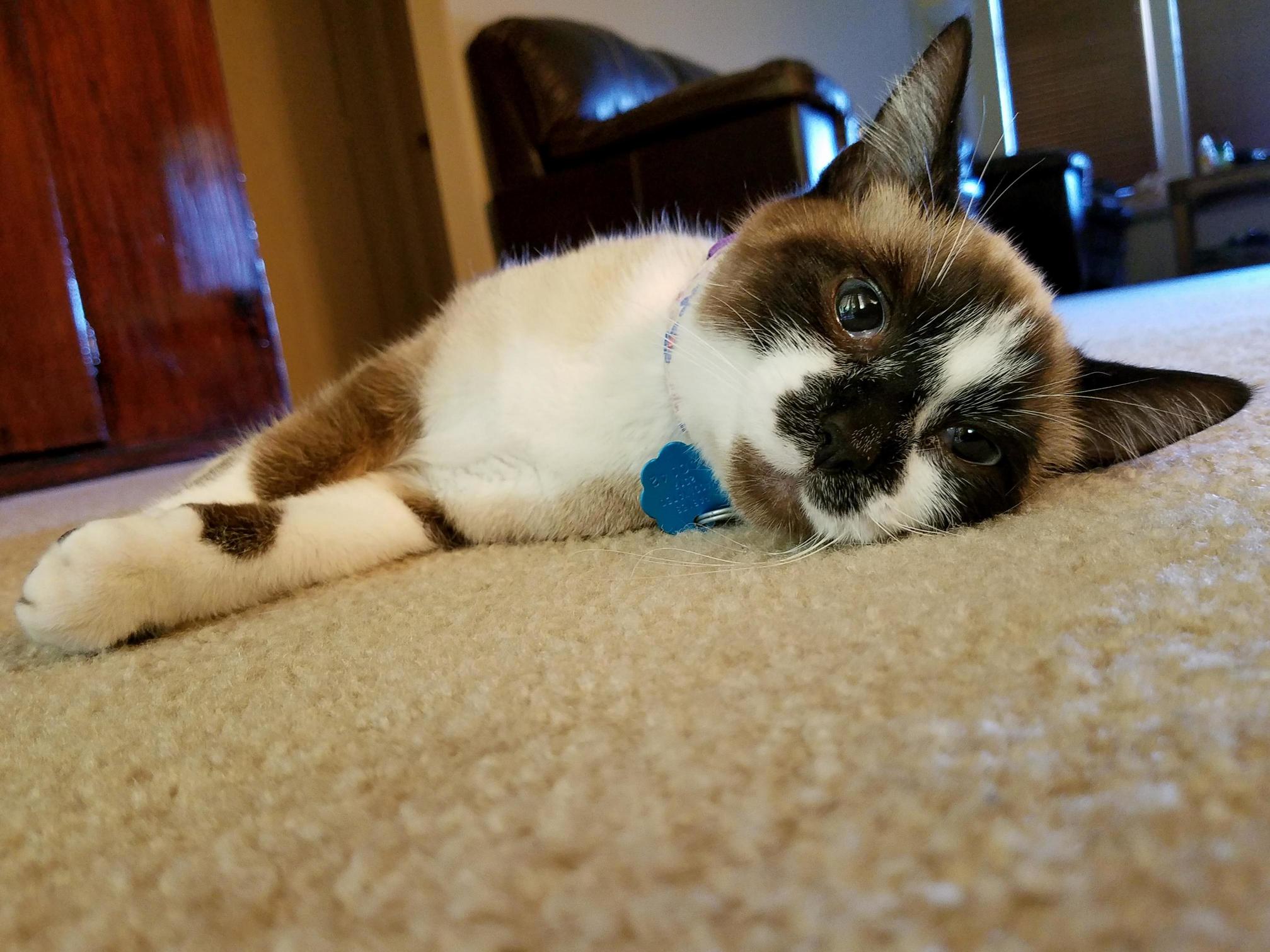 She Is So Drugged Out Just Got Spayed.