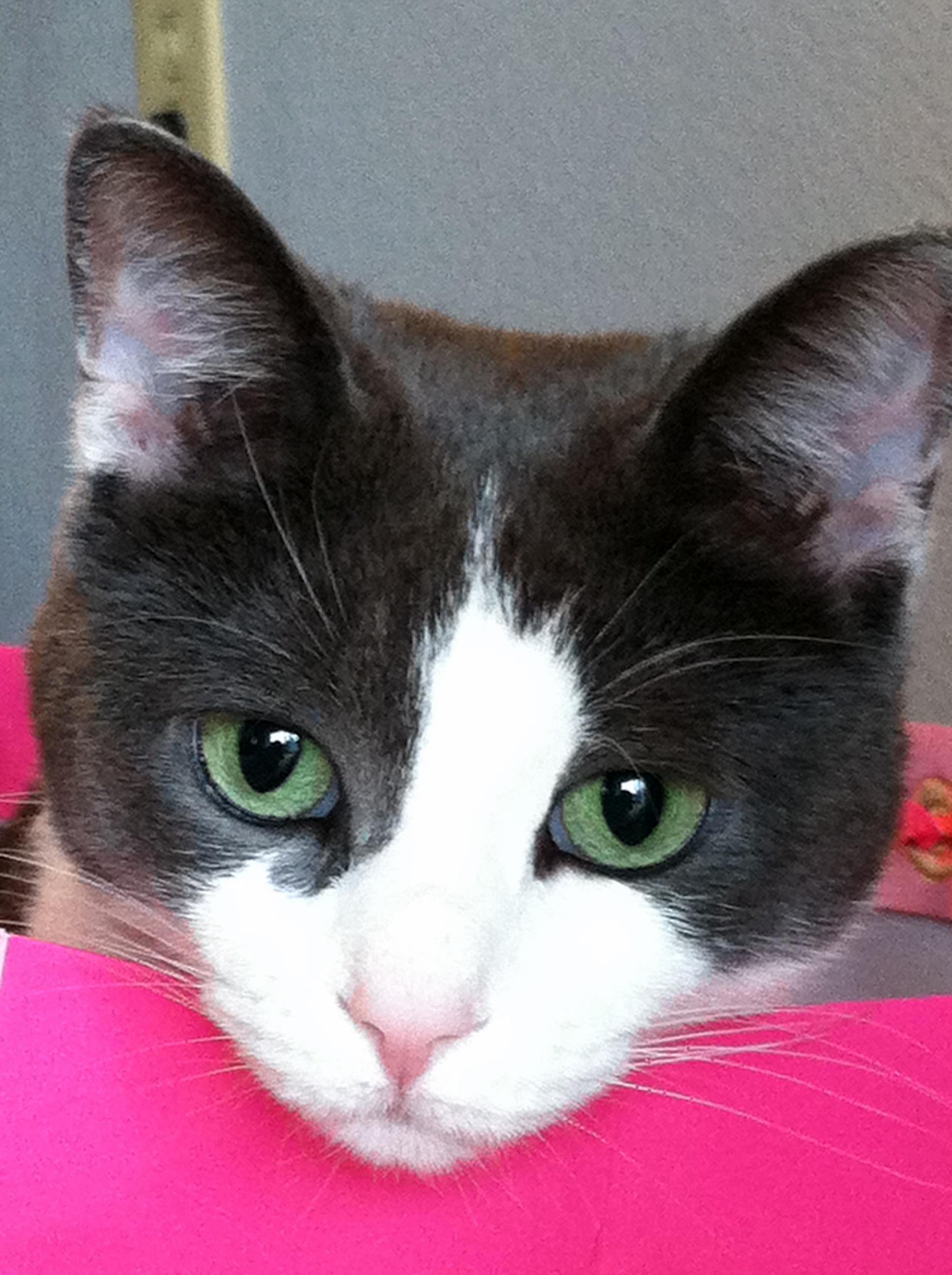 She Isnt Always an Angel but She Sure Is Photogenic. My Girl Chloe