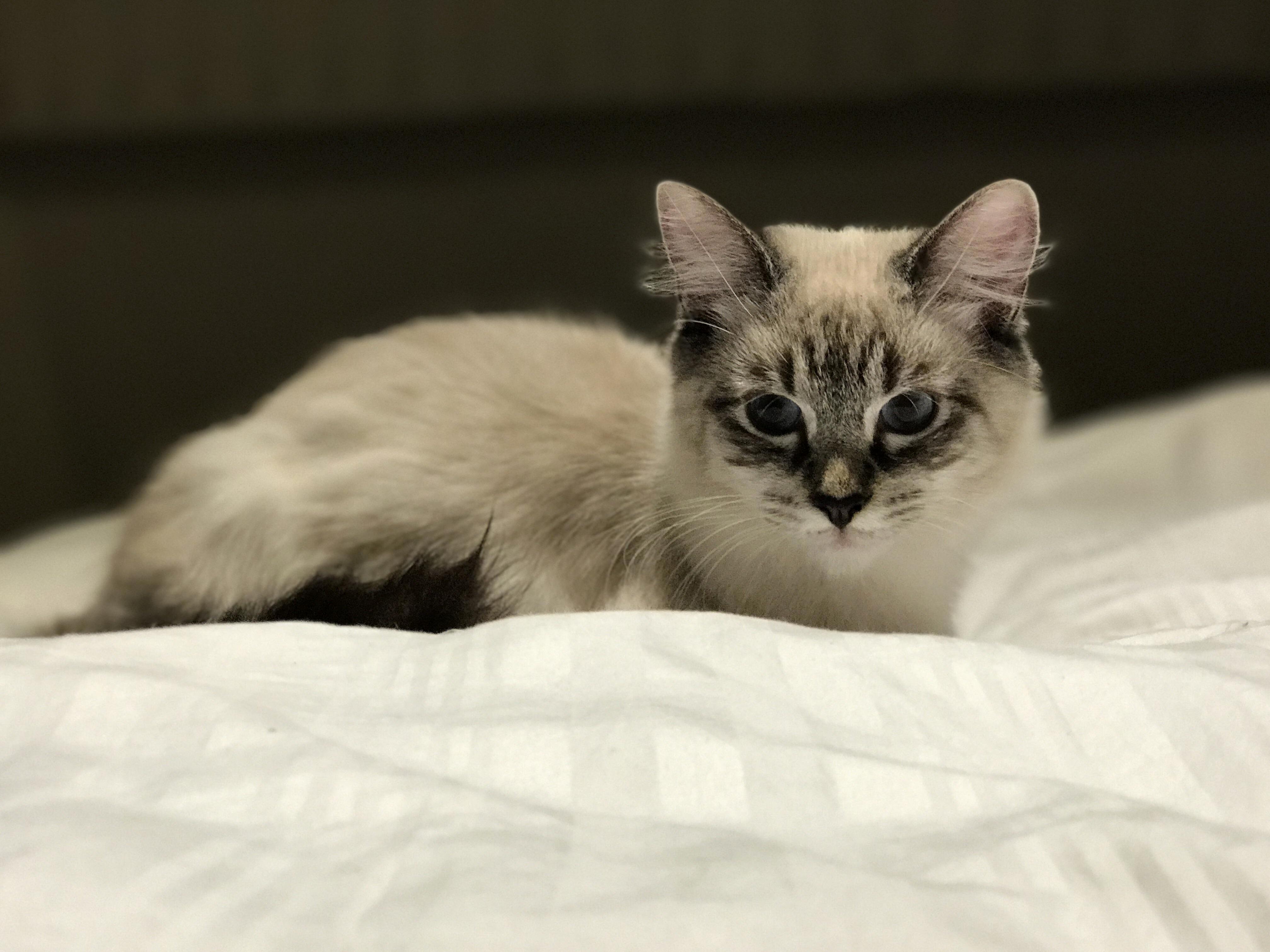 She Joined the Family a Couple of Months Ago. by Far Our Most Beautiful Family Member.