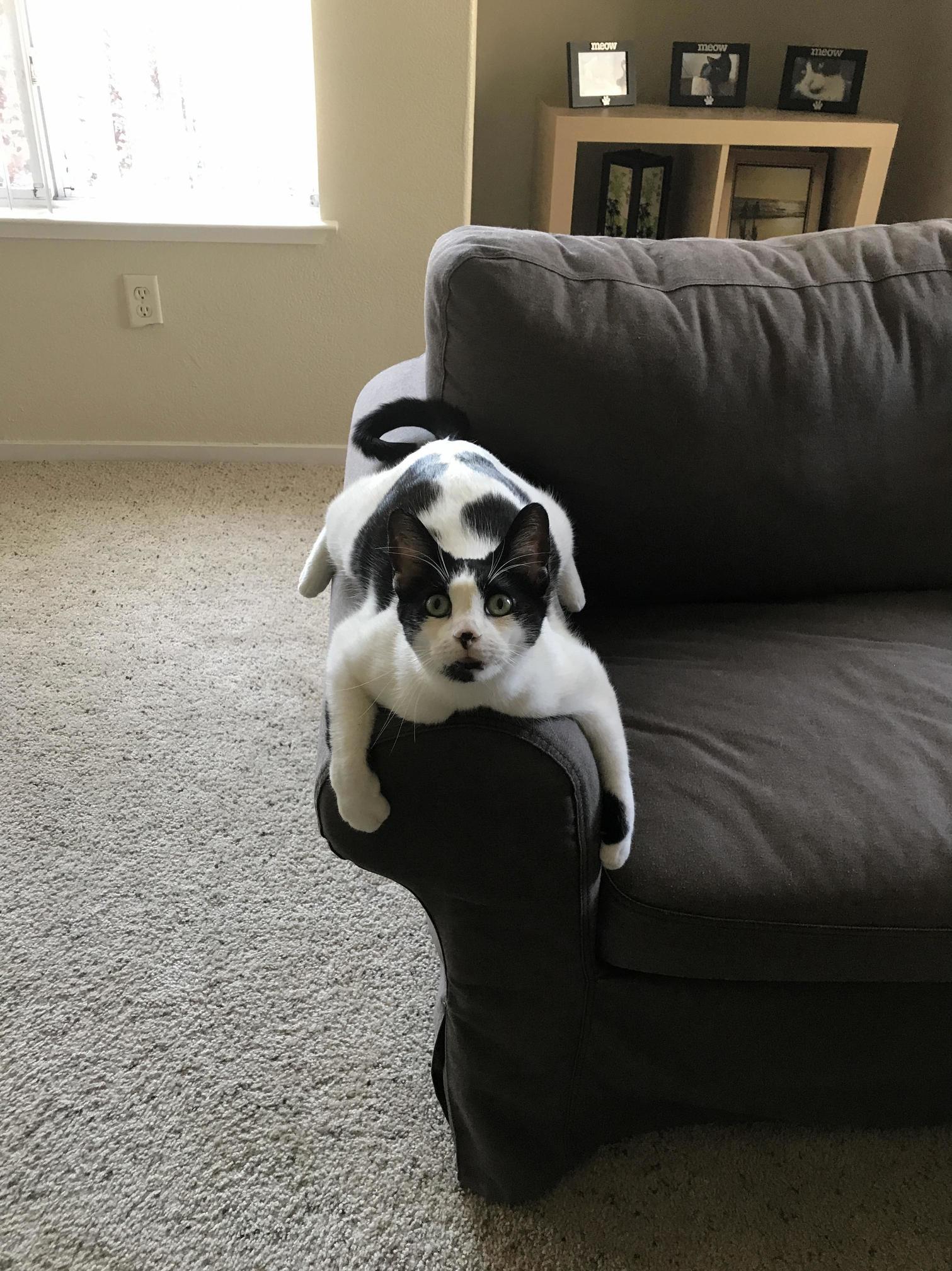 She Likes to Saddle the Arm of the Couch