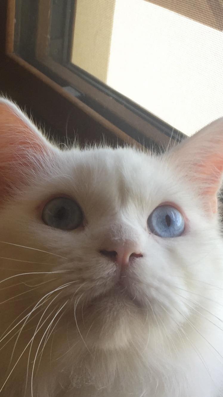 She Stares