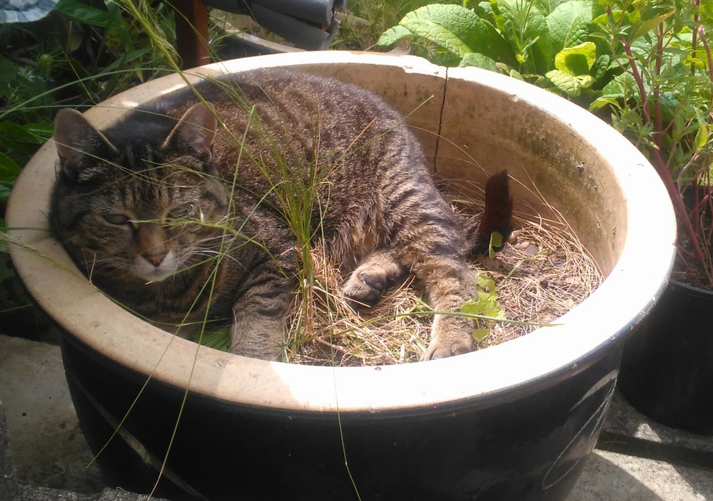 Shes a Plant Now