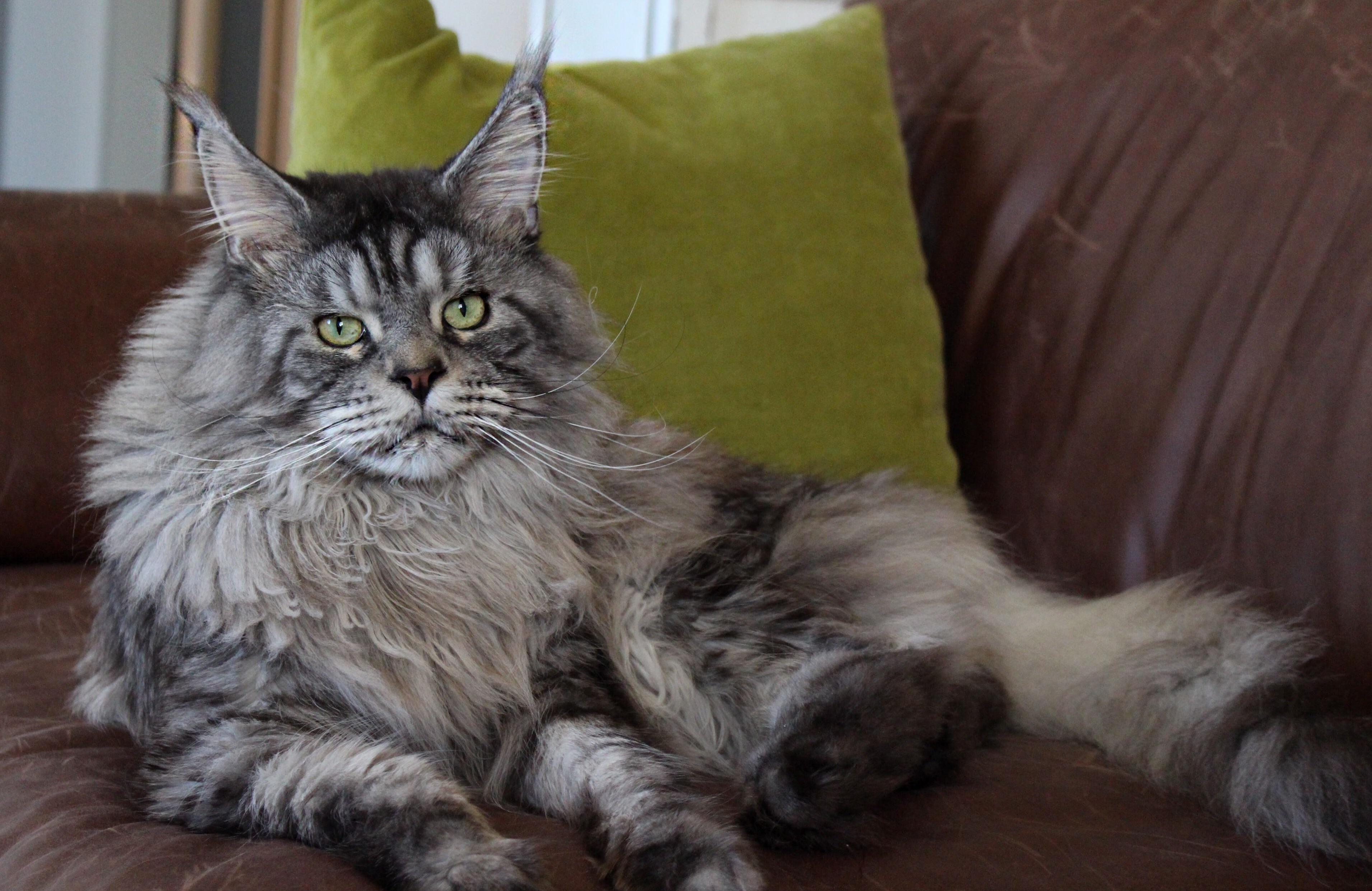 Shooting with My Majestic Maine Coon Boy.