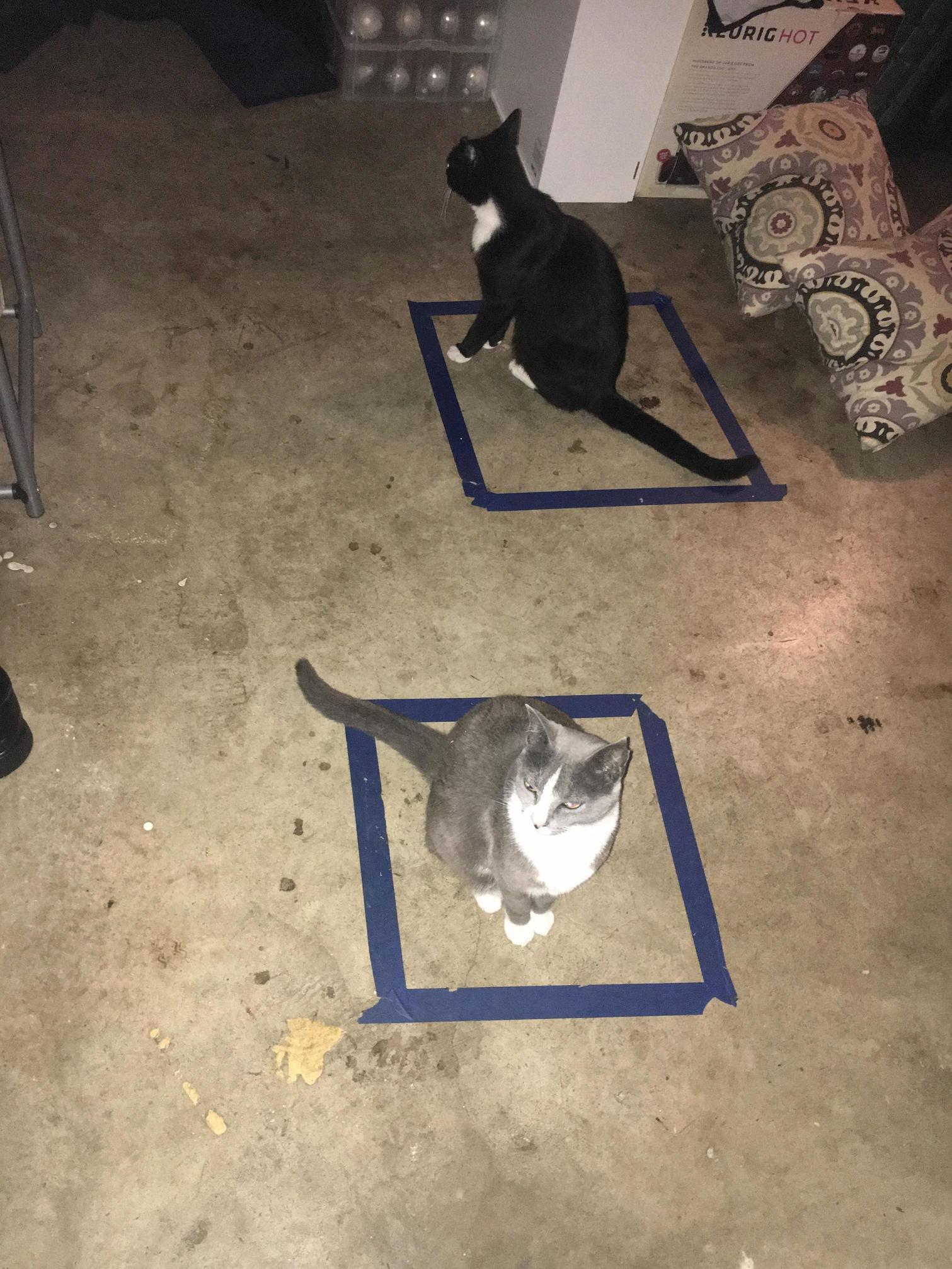 Shucks Tux Ran in Garage So I Tested the Masking Tape Box Trick It Worked