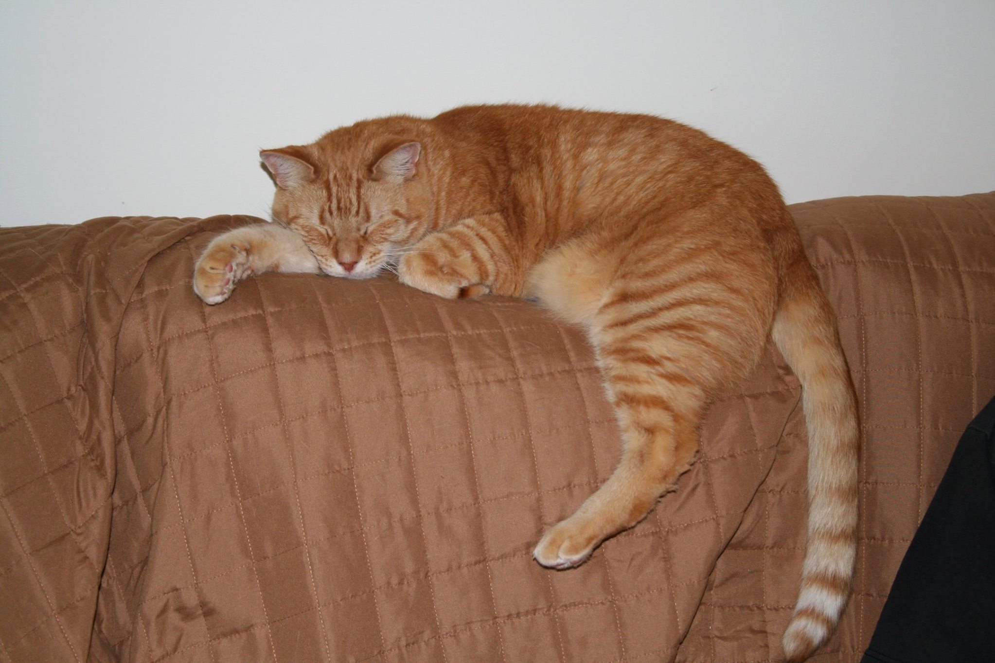 Sir Apollo Chatterbox Believes Long Weekends Are for Lounging About