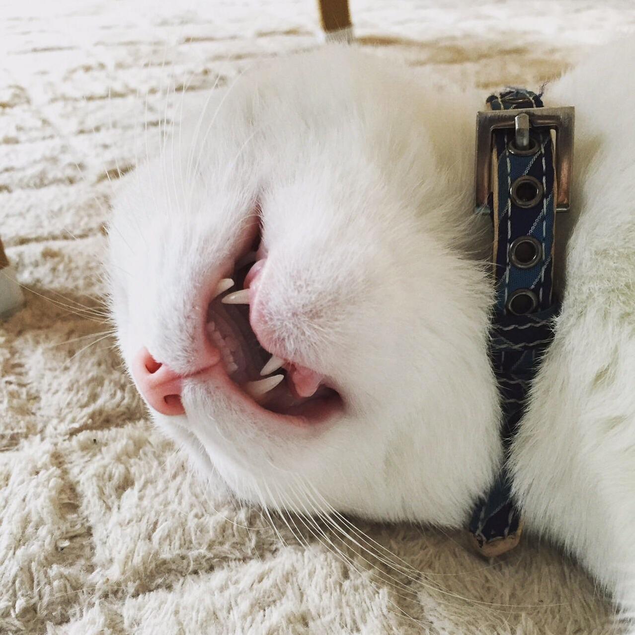Sleep Face