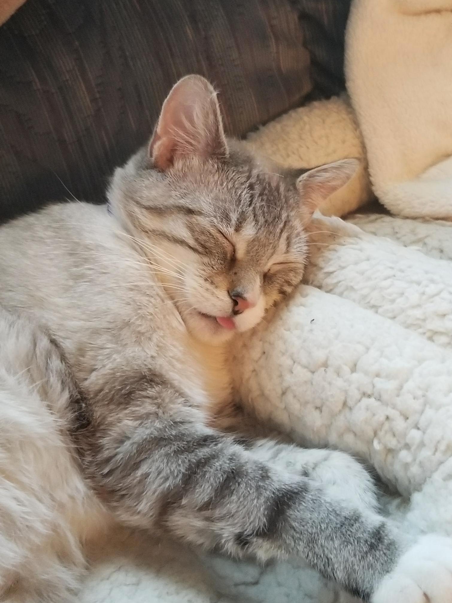 Sleeping All Day Really Tires a Cat Out...