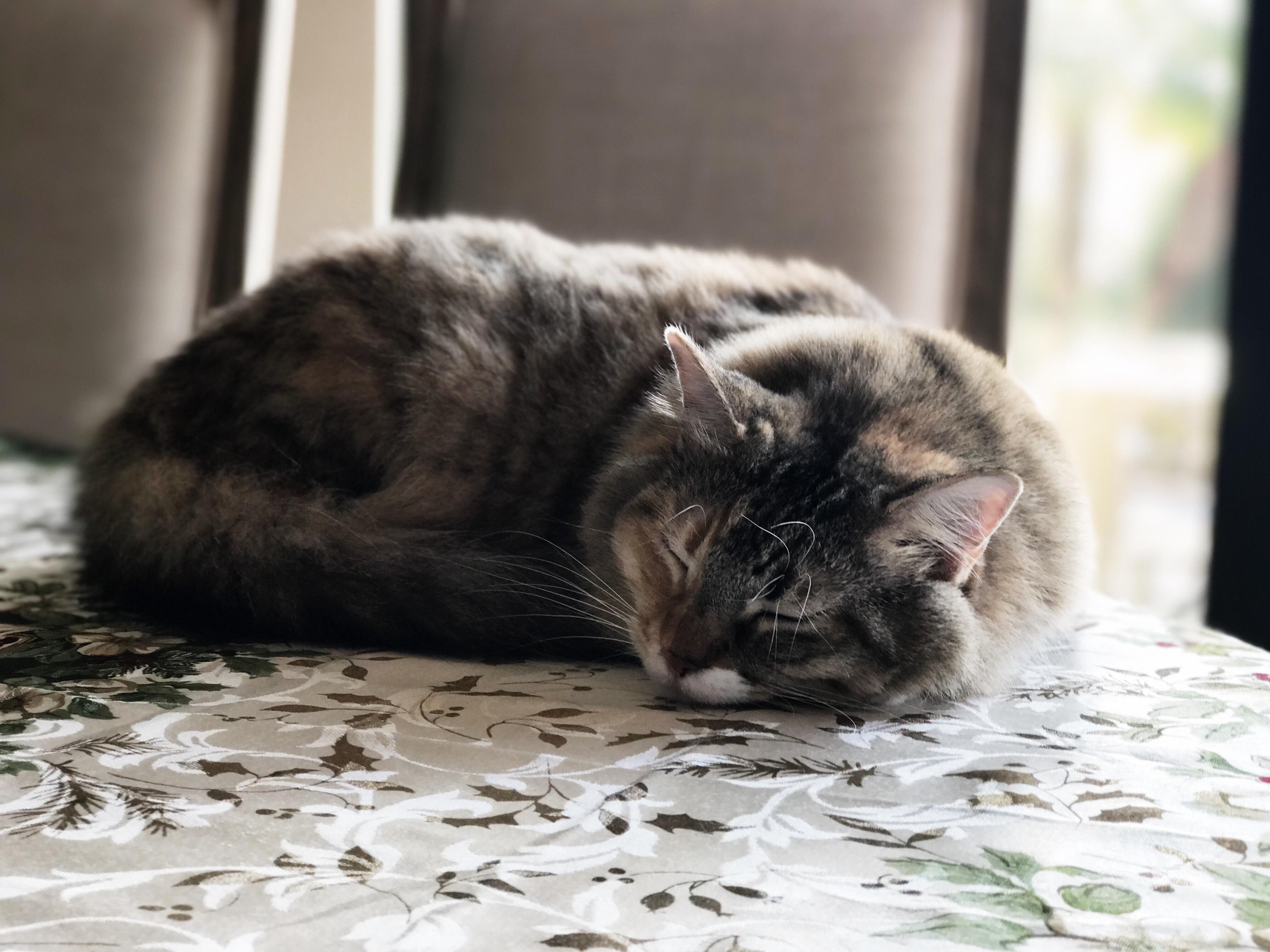 Sleeping Beauty