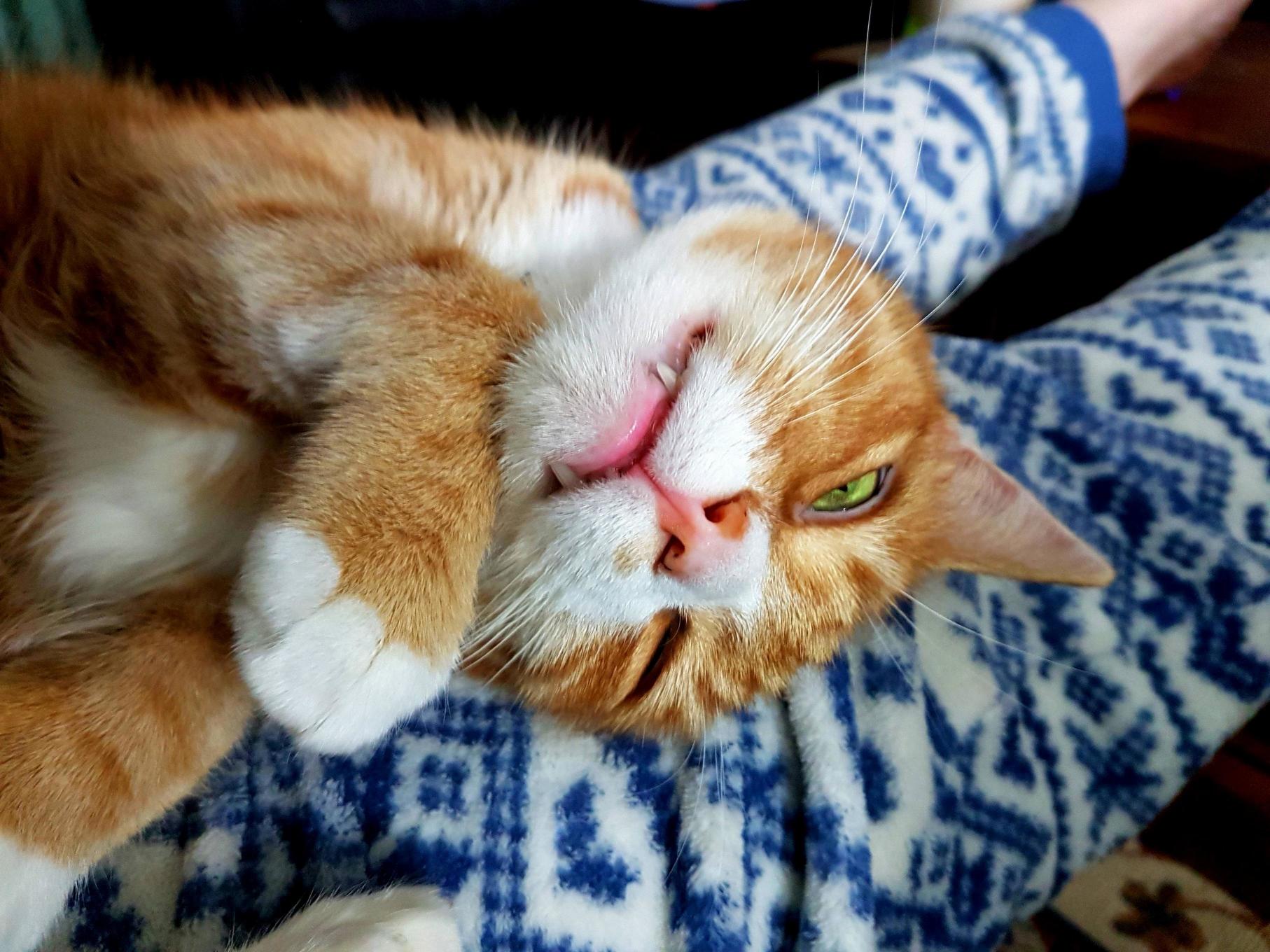 Sleeping Cat Is Broken