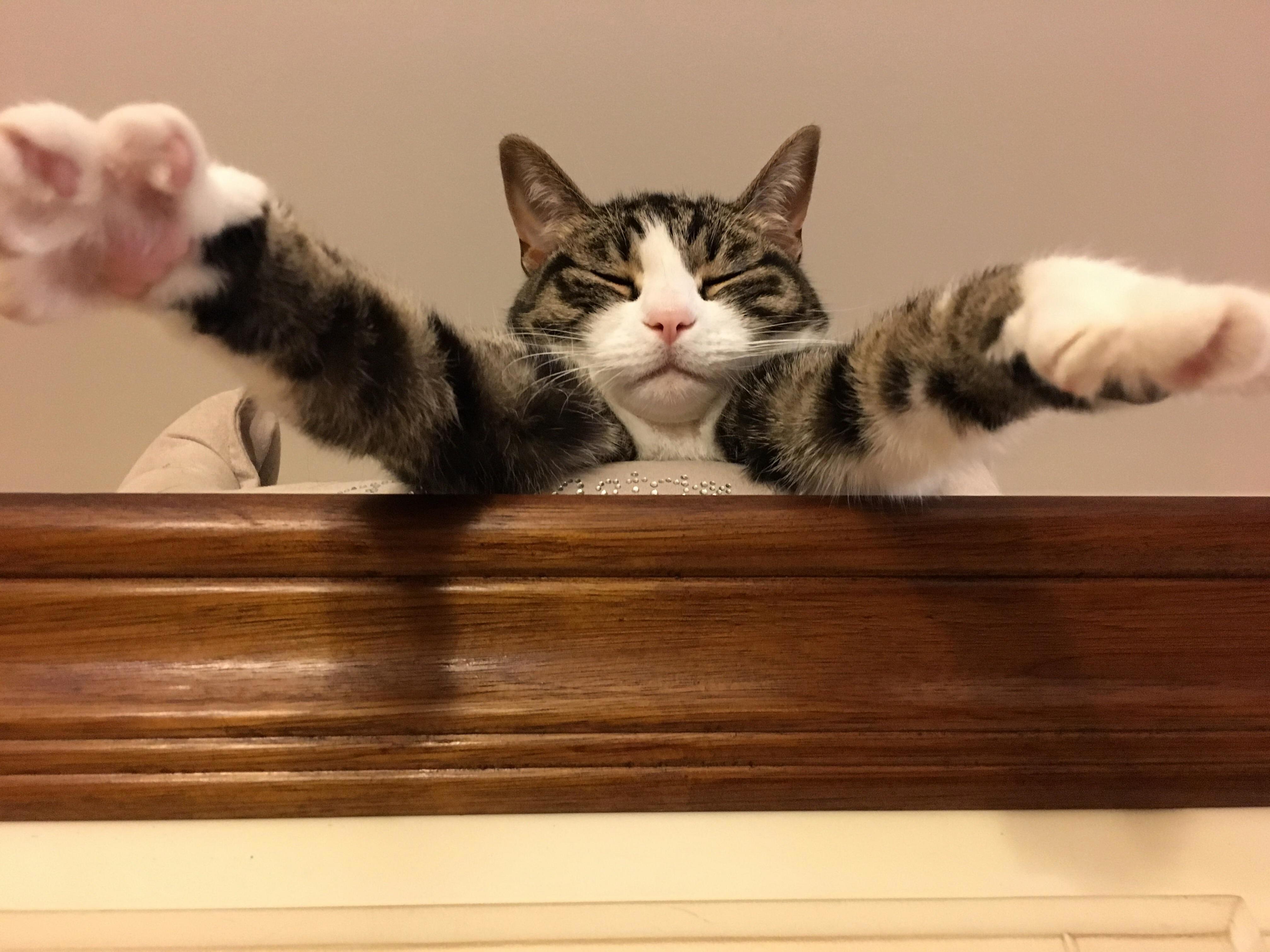 Sleeping Cat