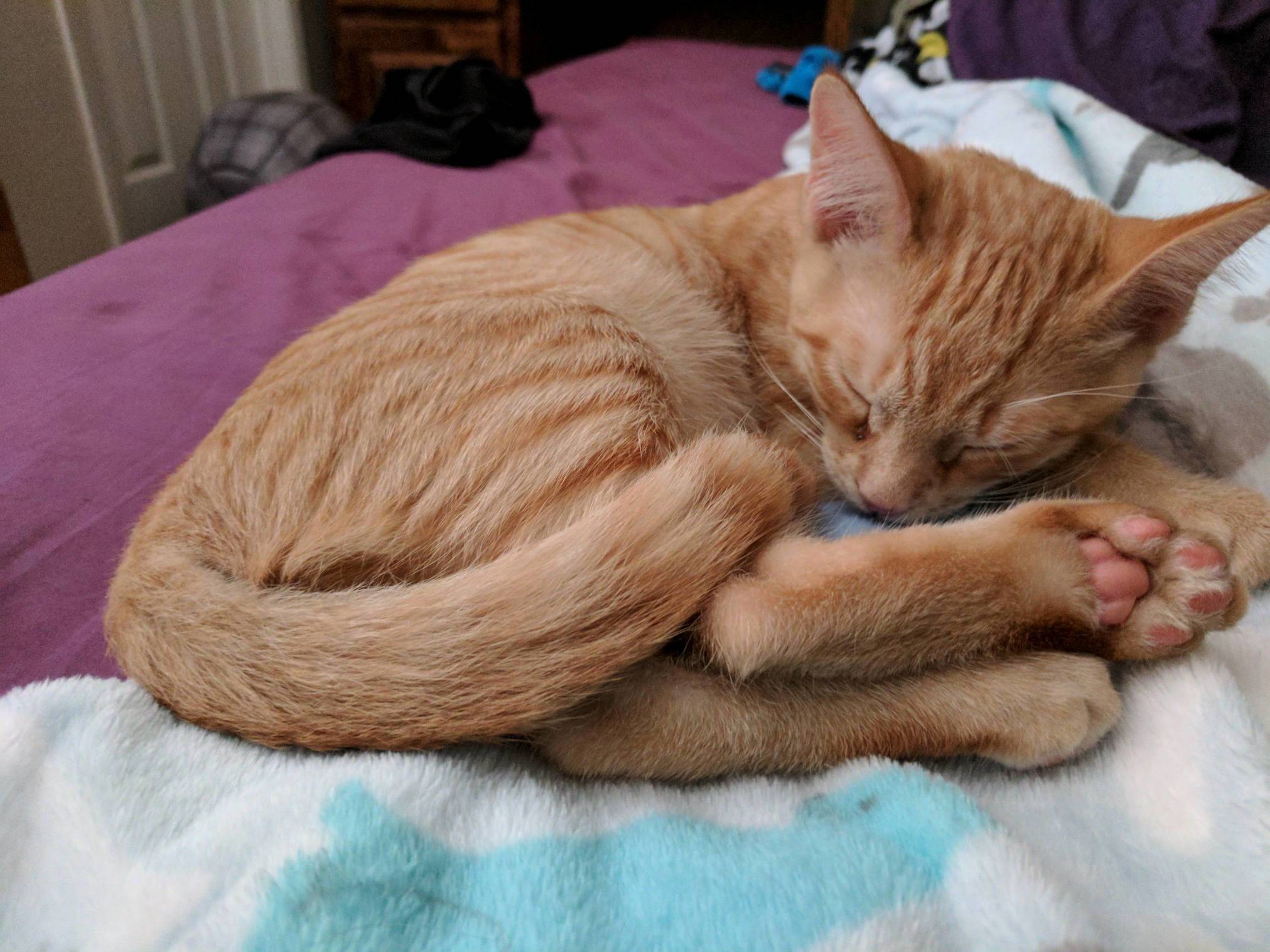 Sleepy Kitty Qute