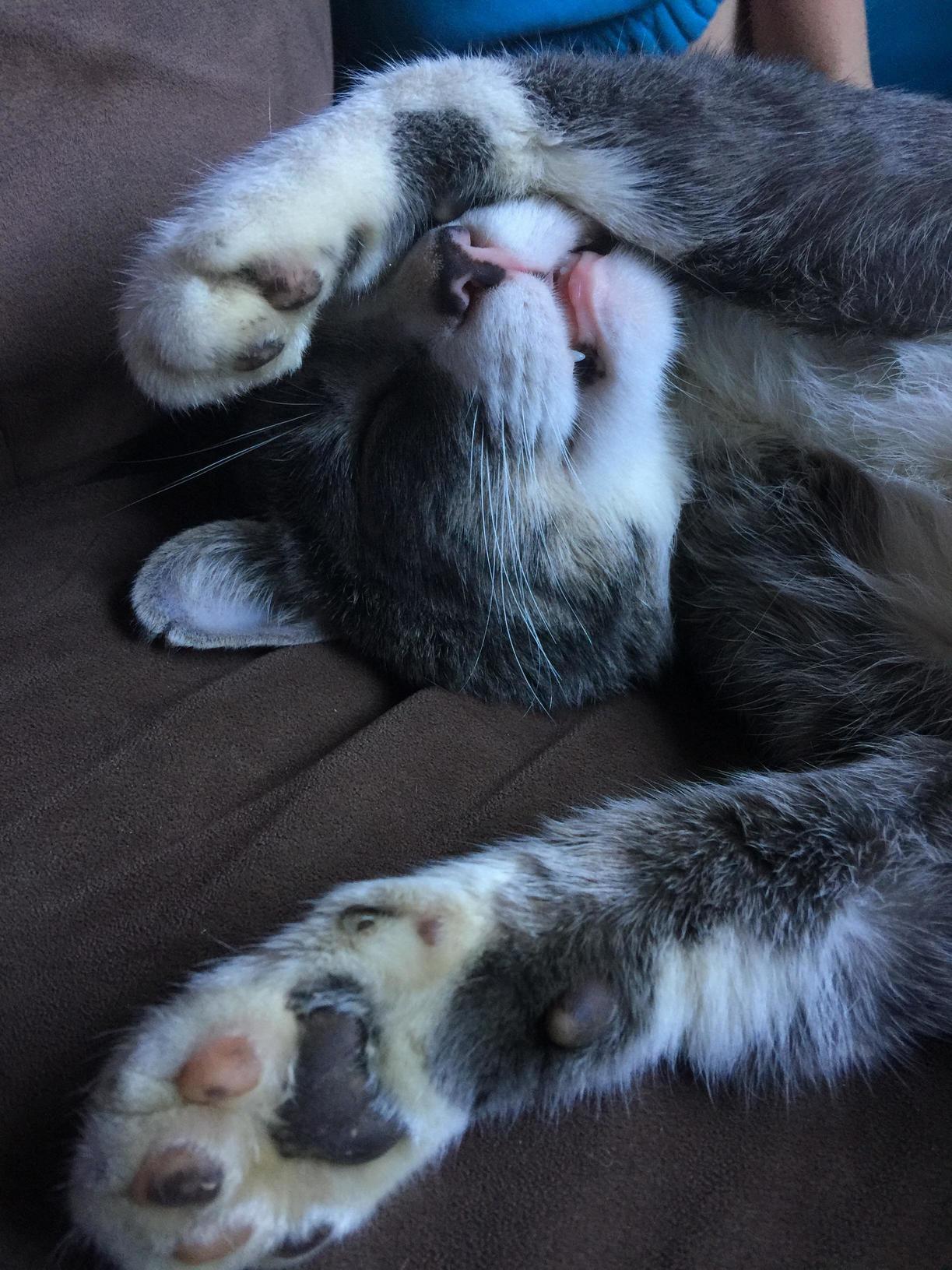 Sleepy Kitty X-post from Raww
