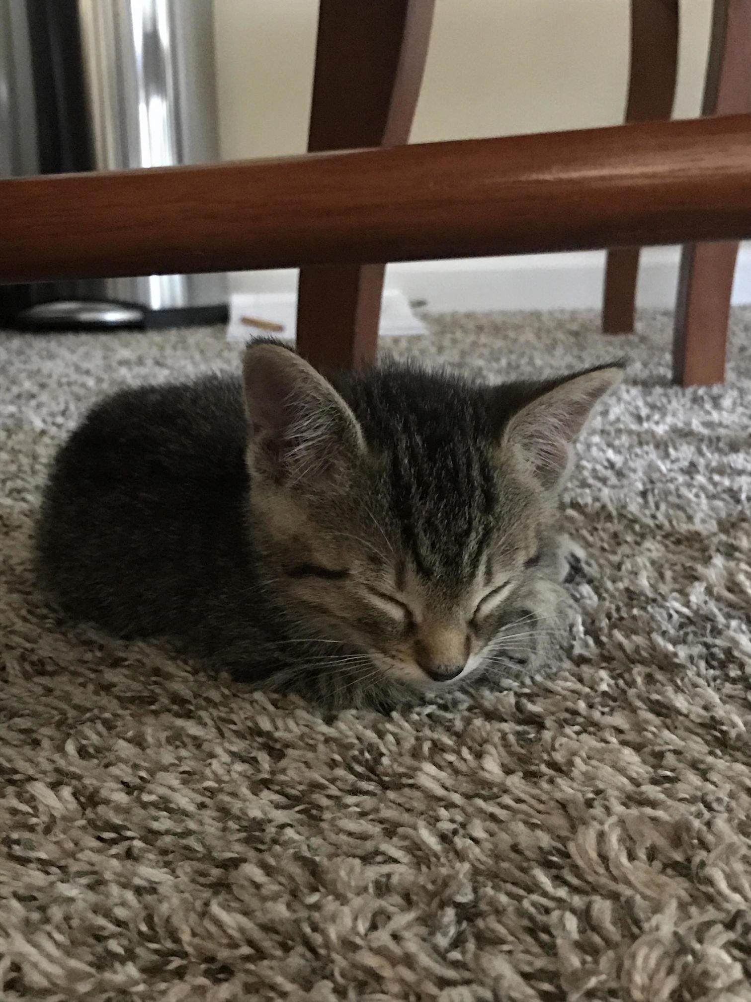 Sleepy Muffin